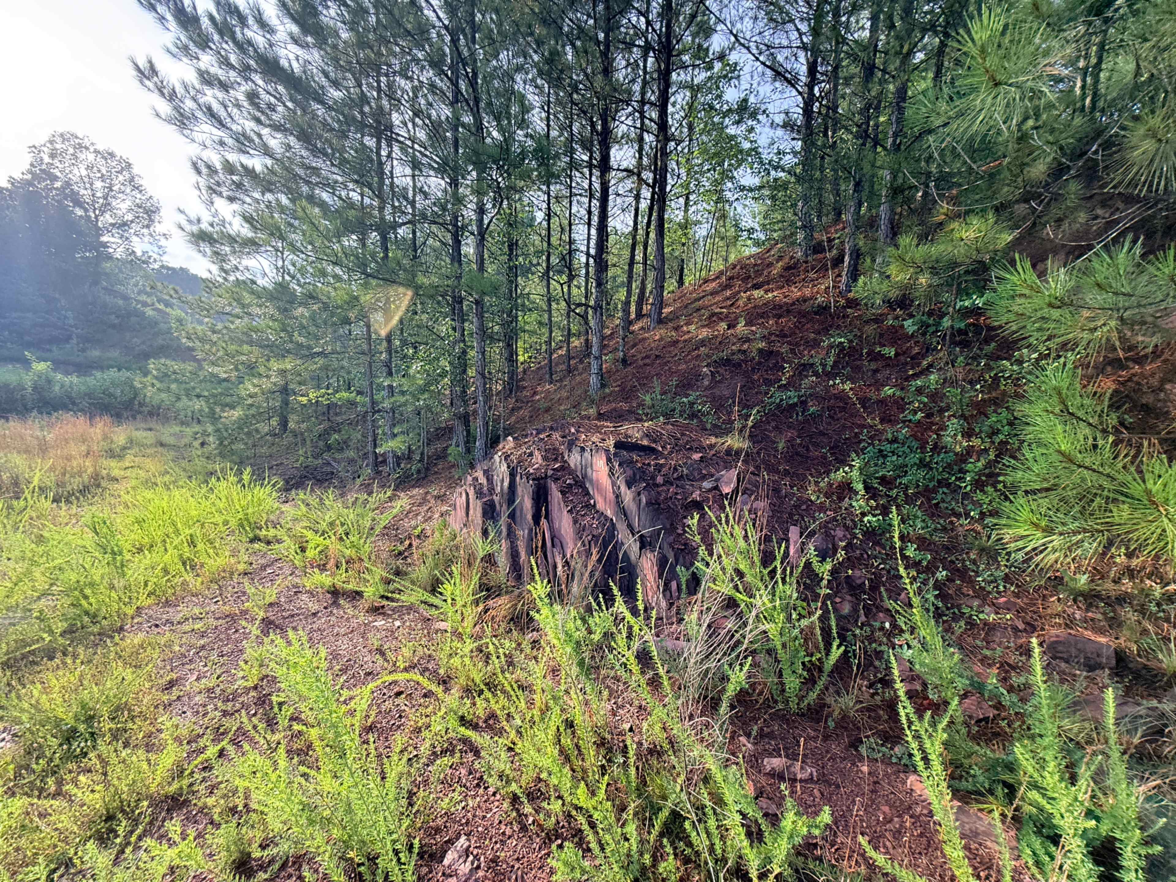 The image shows a rocky outcrop surrounded by tall grasses and pine trees on a hillside.