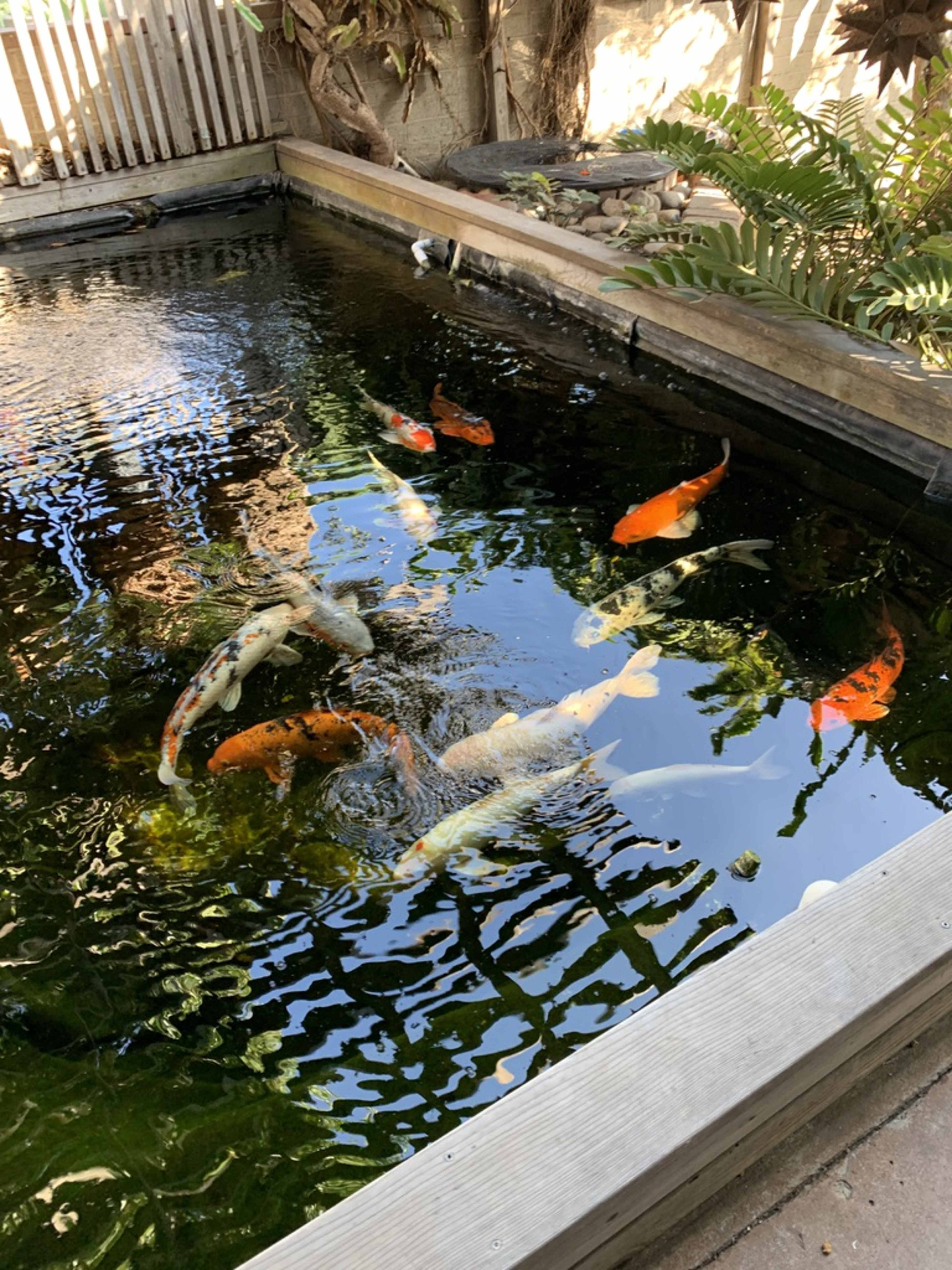 A variety of koi fish swim in a pond surrounded by greenery and wooden edging.
