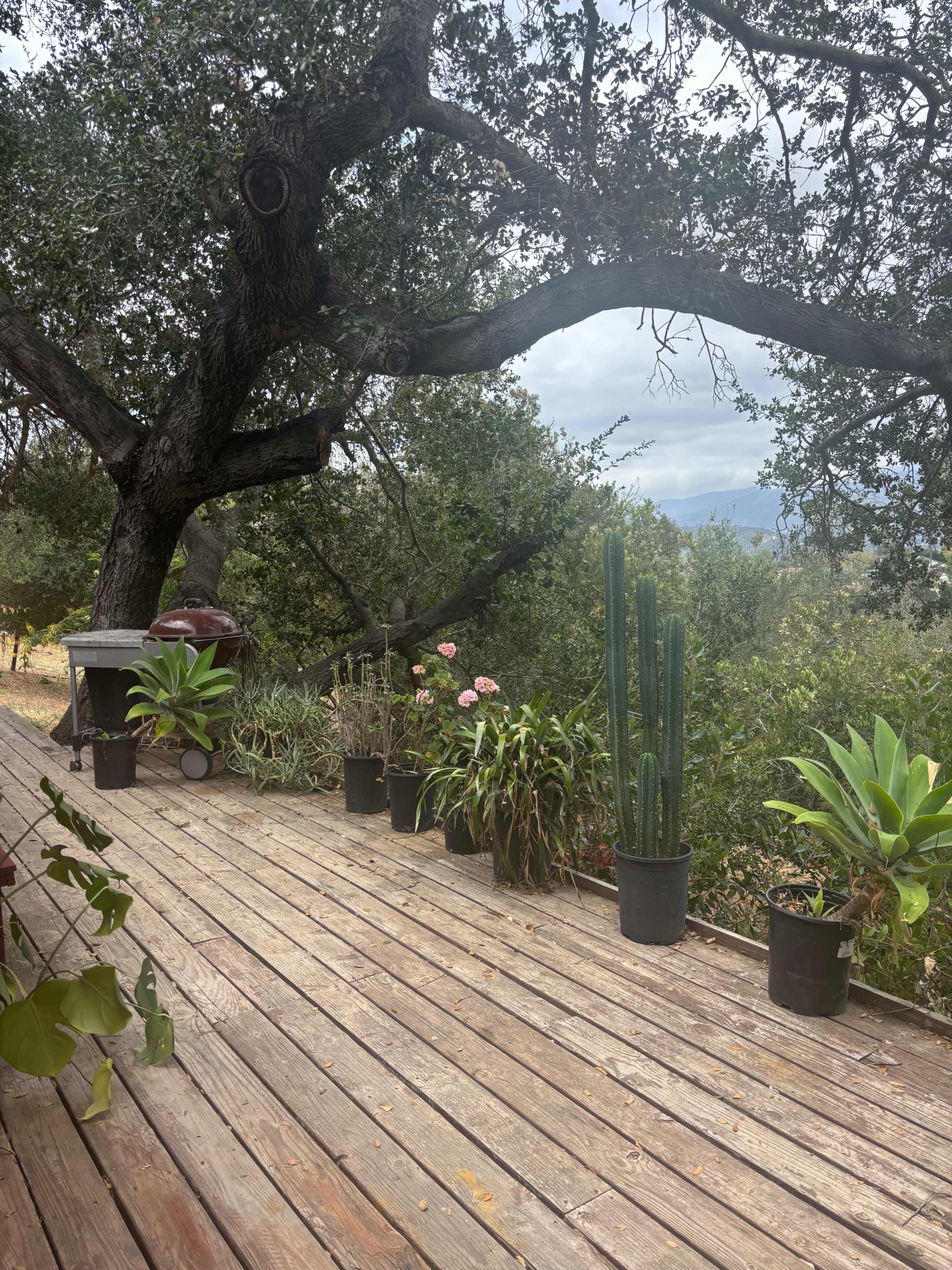 A wooden deck with potted plants and a barbecue grill is surrounded by trees and greenery.