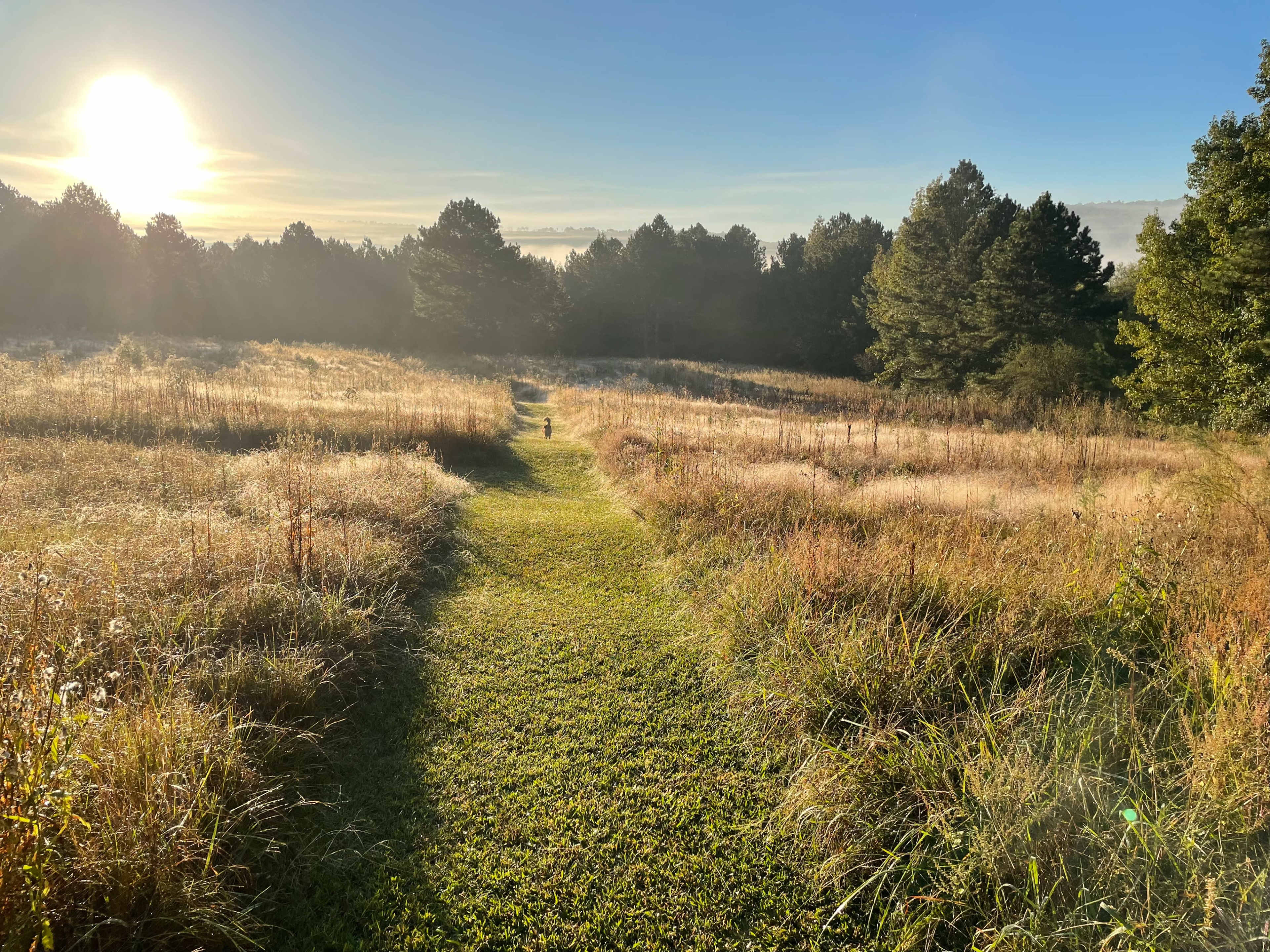 Luxury Farmhouse on 15 Acres: Private Pool, Hot Tub, Sauna, Fast Wifi and Incredible Views! Image in , Summerville, GA