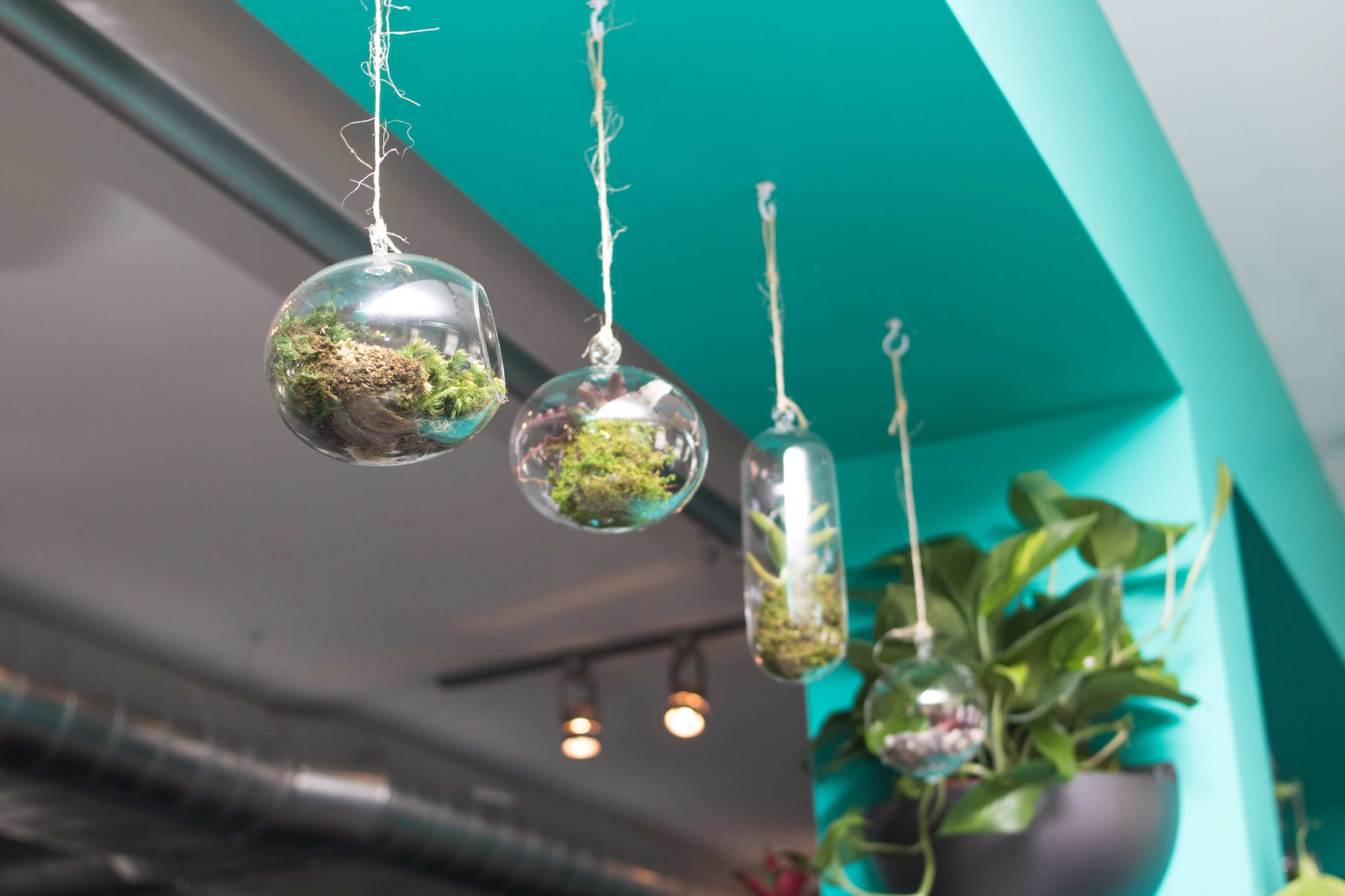 Three glass terrariums containing moss and small plants hang from the ceiling against a teal background.