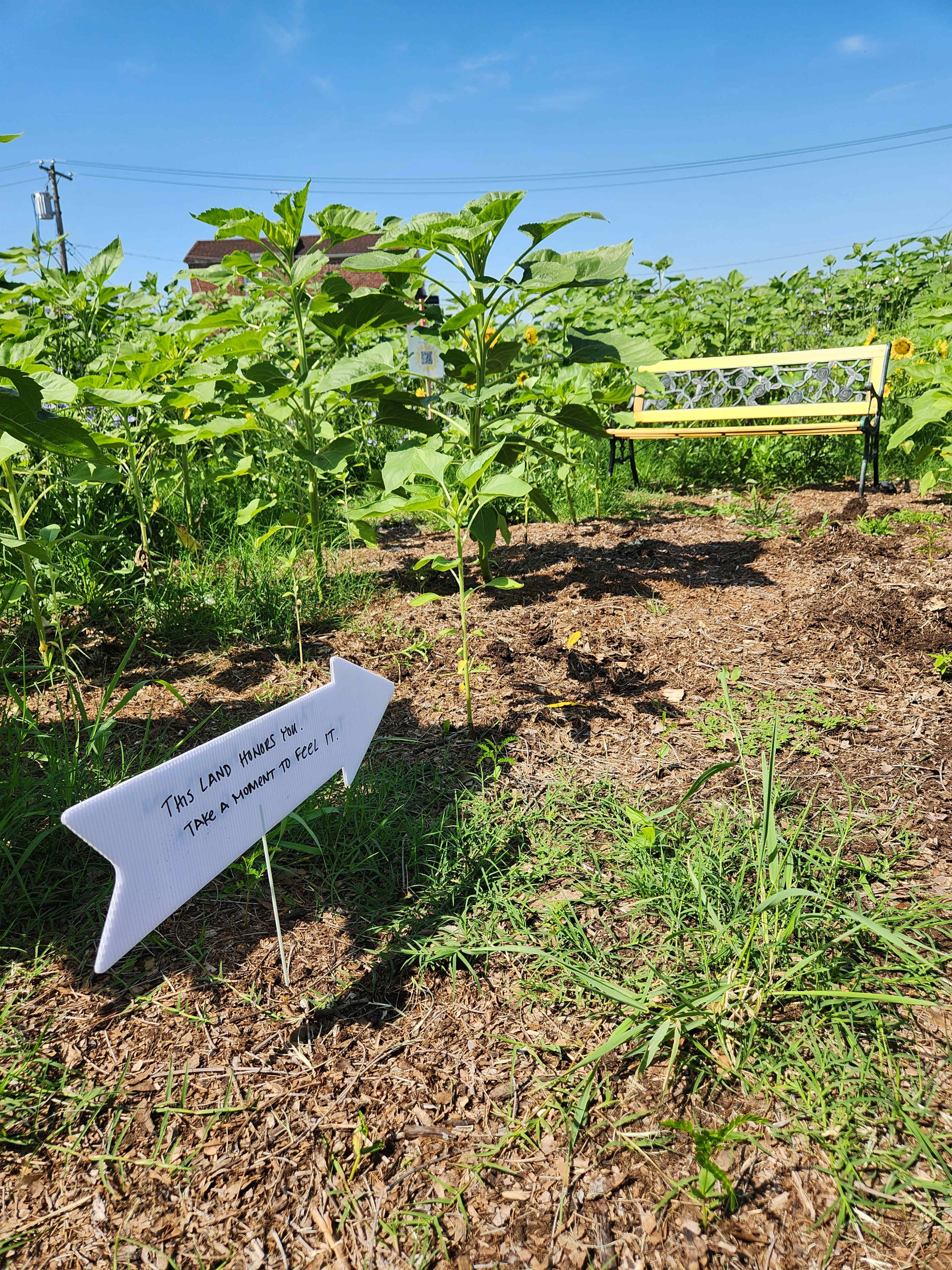 Sunflower Field in Northeast Philadelphia Image in Northeast Philadelphia, Philadelphia, PA
