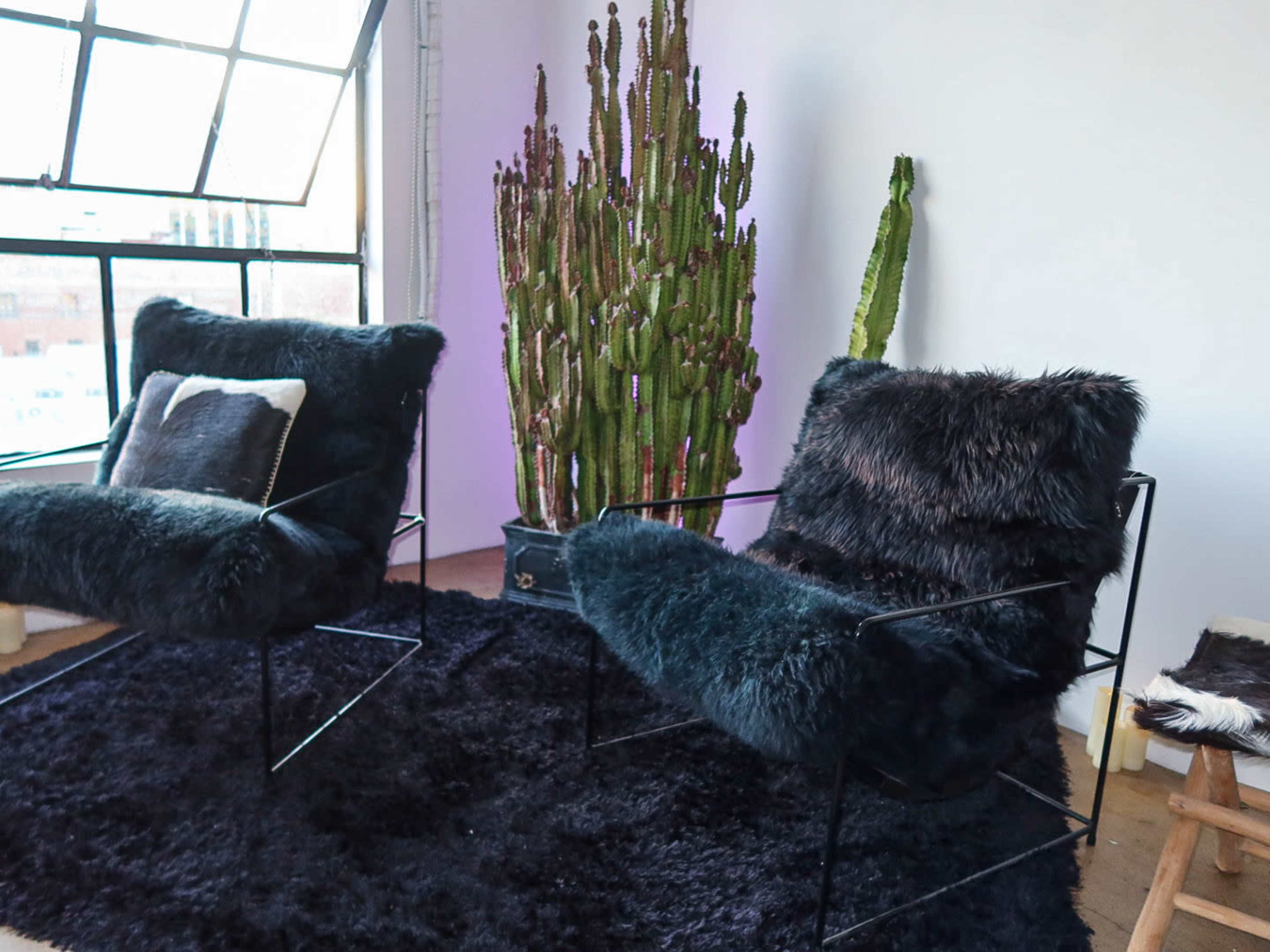 The image shows two black metal chairs with fur cushions positioned near a tall cactus plant in a brightly lit room with a large window.