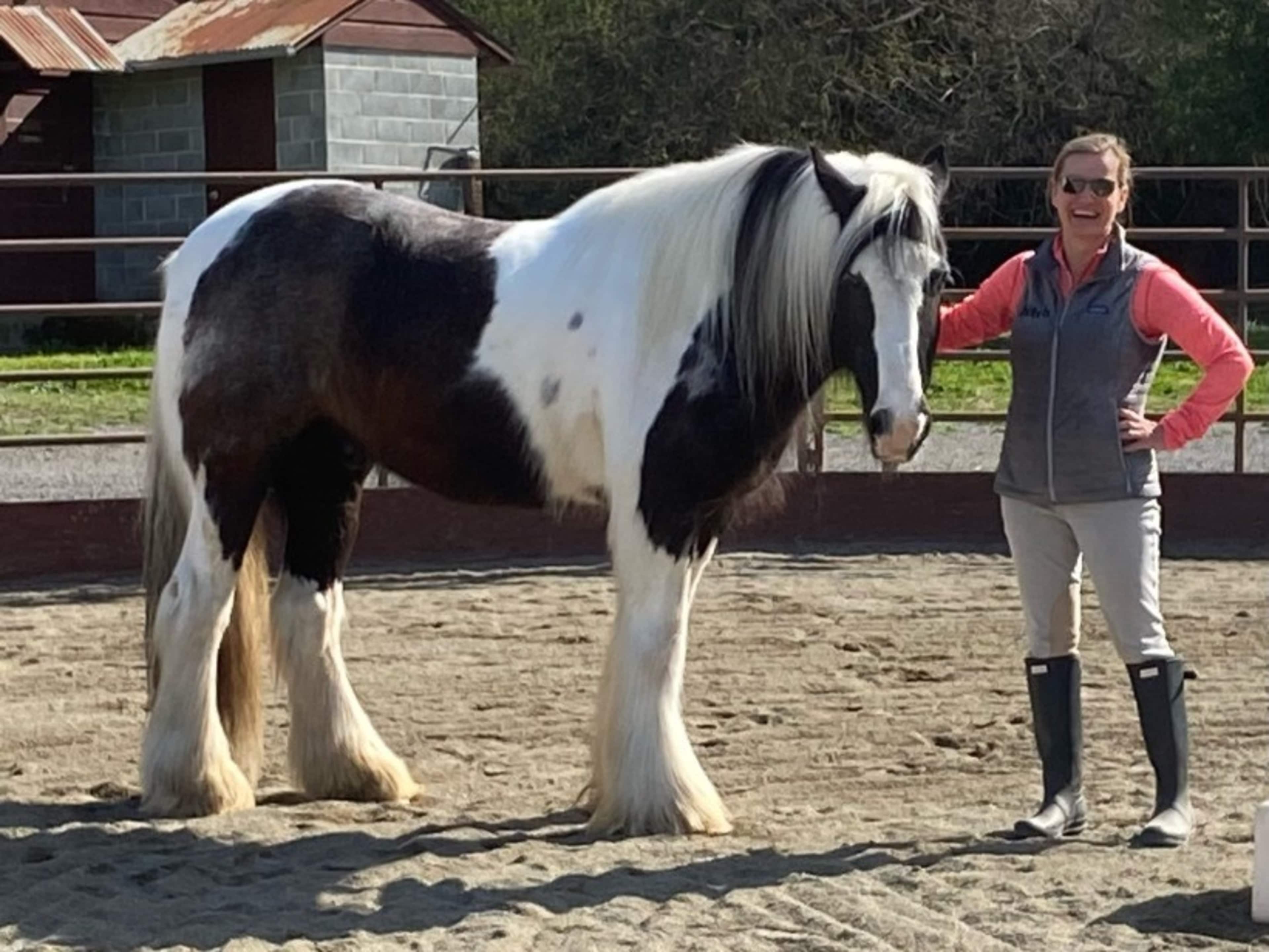 Equine Leadership Option