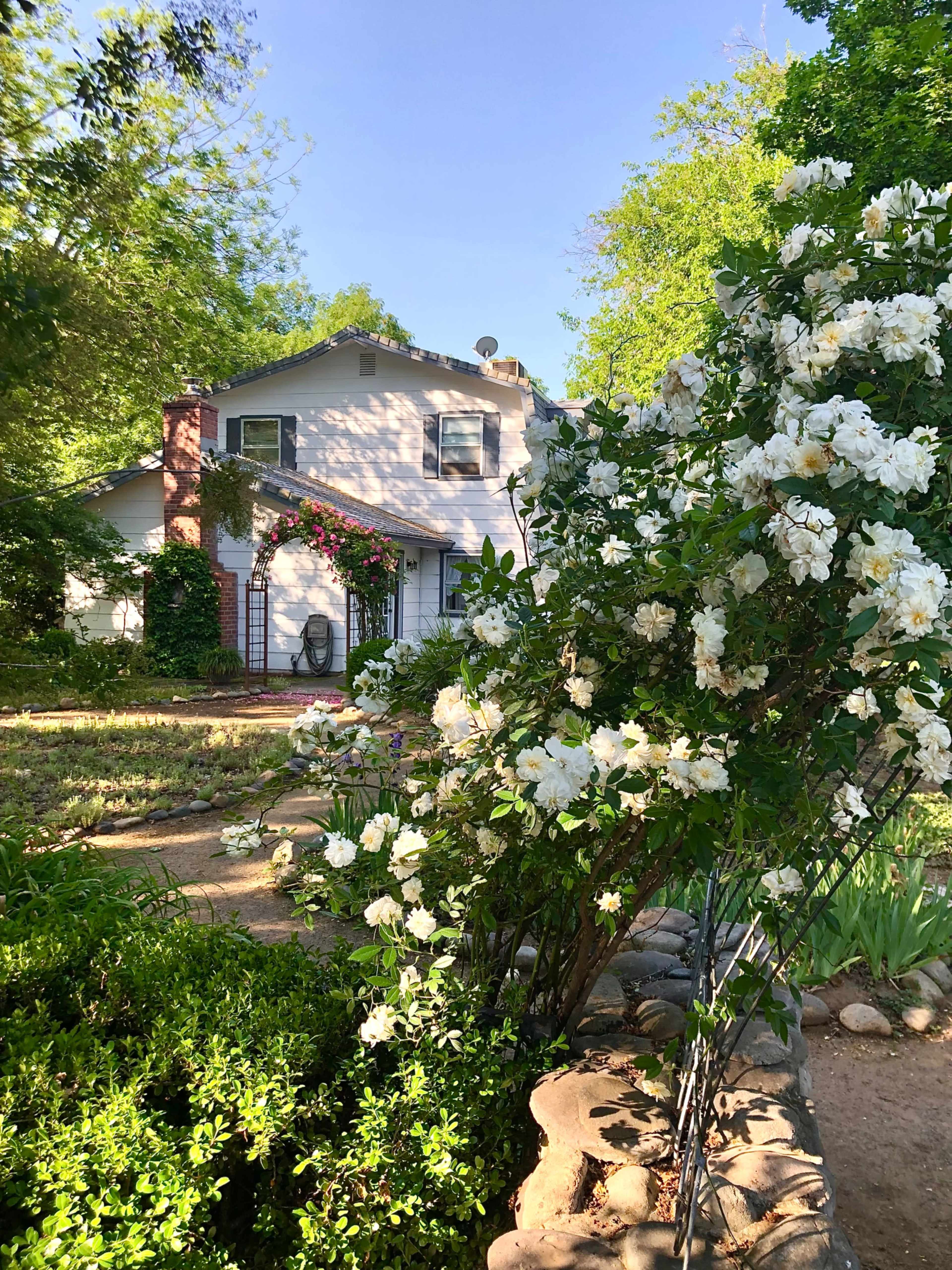 A two-story house with a white exterior is surrounded by blooming white flowers and lush greenery.