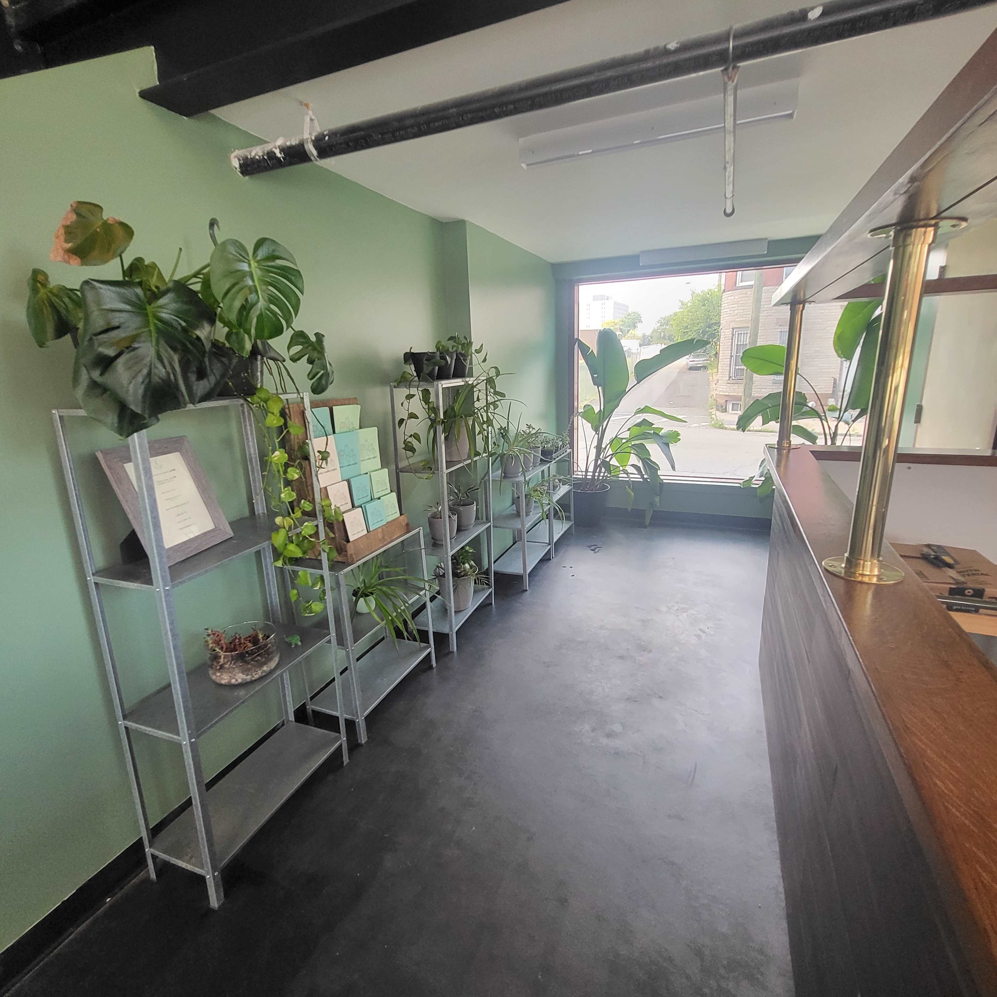 A room featuring green walls, metal shelving filled with various plants, and a reception area with a wooden counter.
