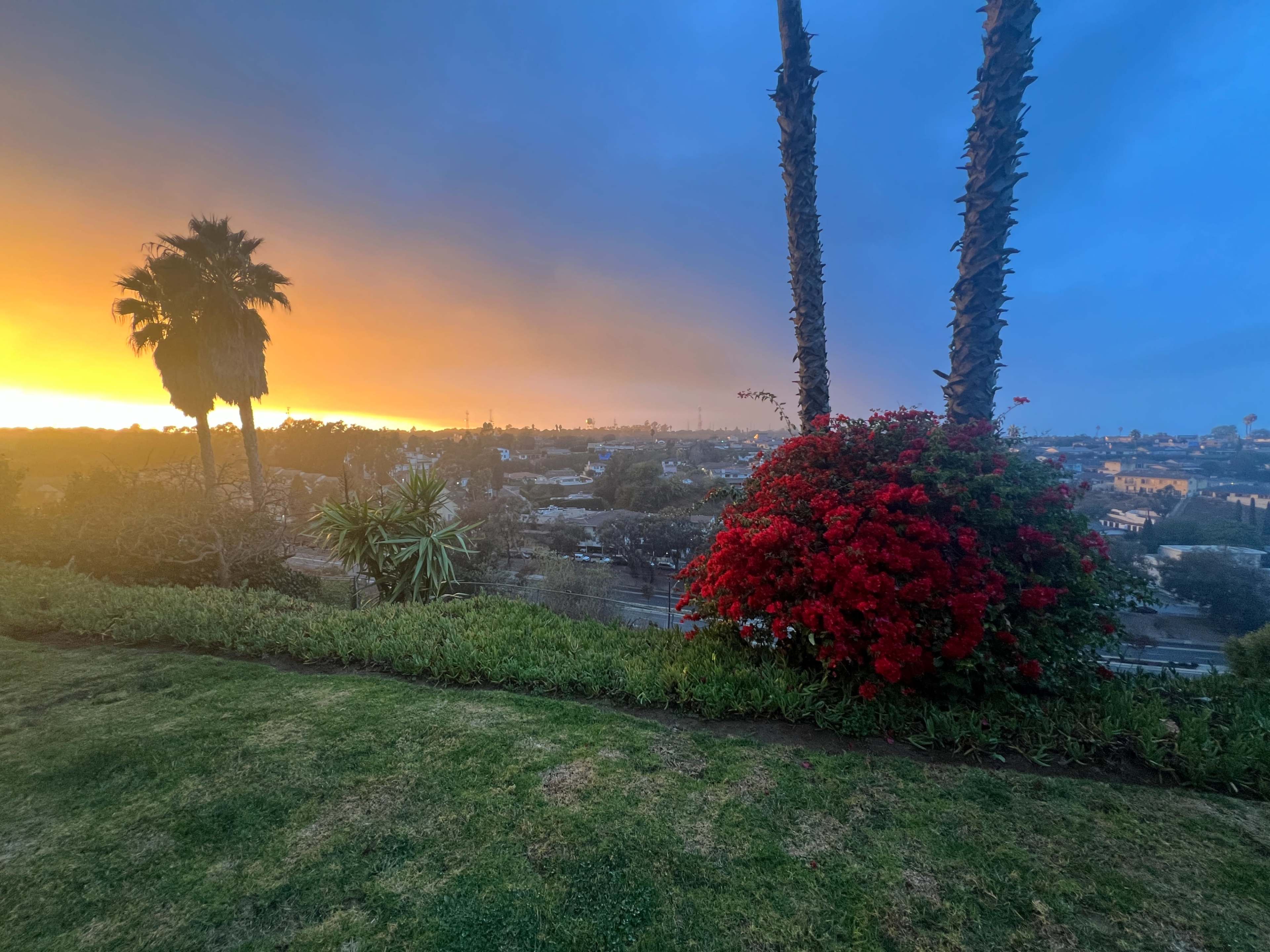 The image shows a vibrant sunset over a cityscape, framed by palm trees and flowering shrubs.