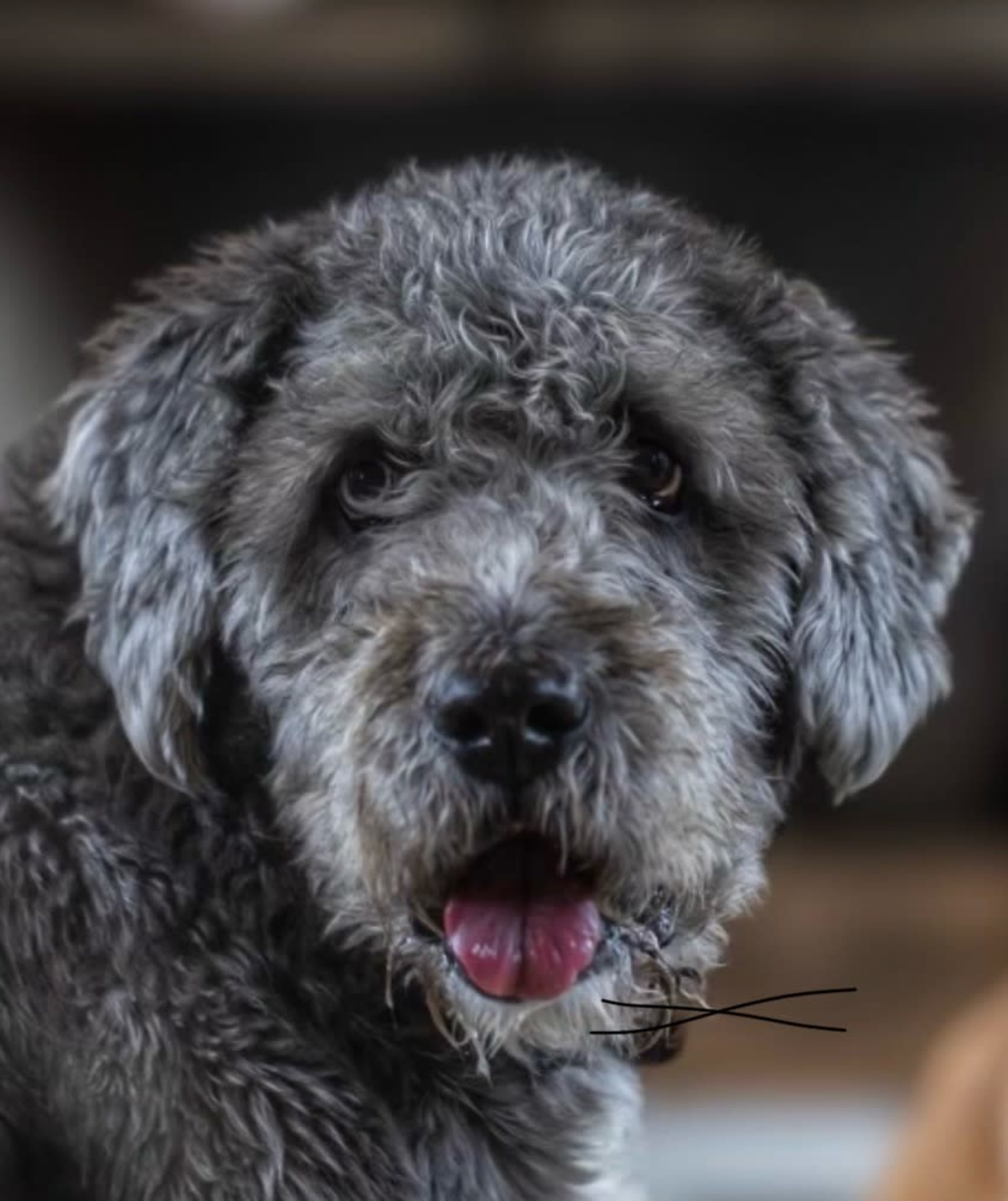 A gray dog with curly fur is looking directly at the camera.