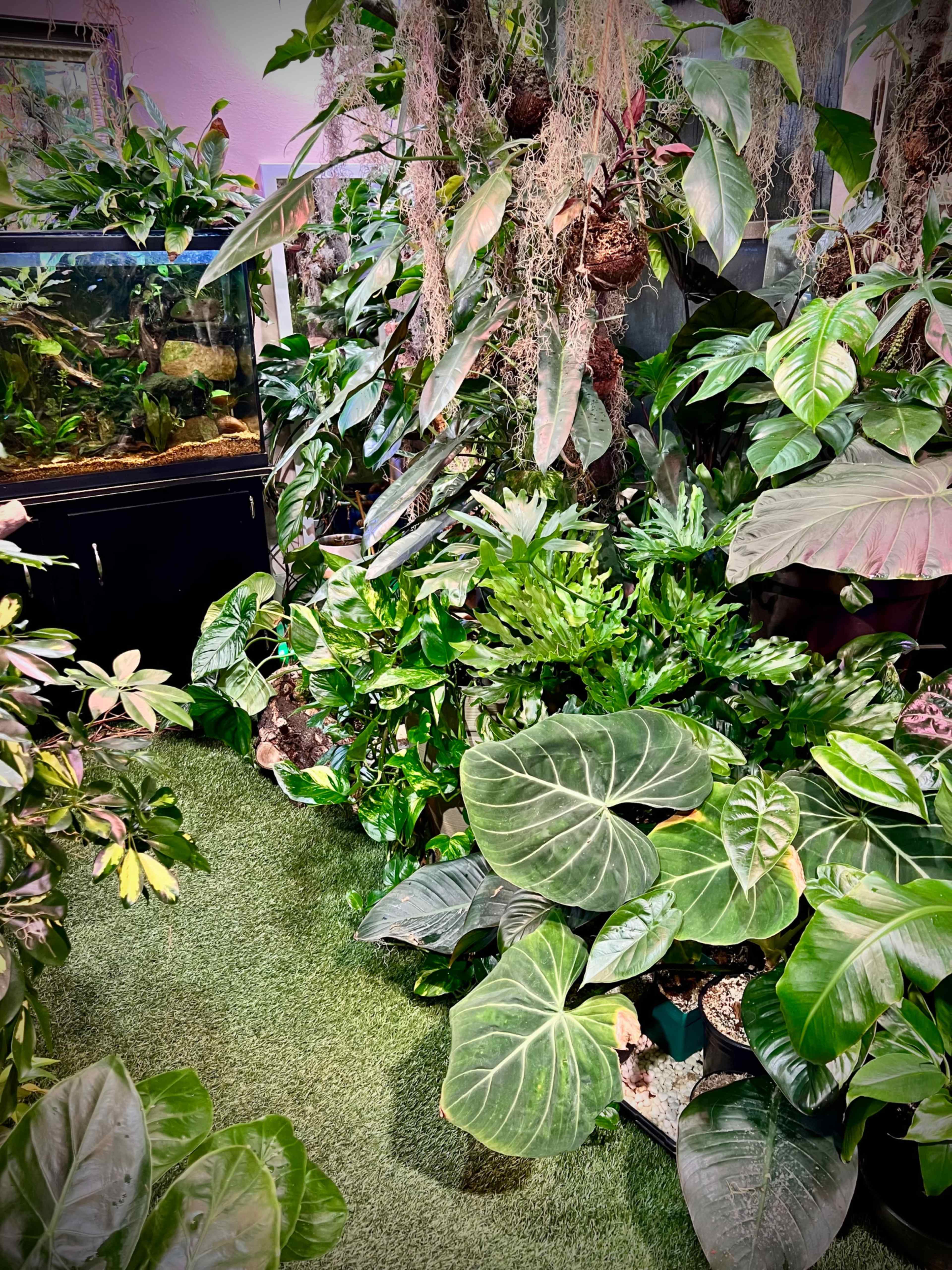 INDOOR JUNGLE!🌿 Image in Summer Valley Ranch, Aurora, CO