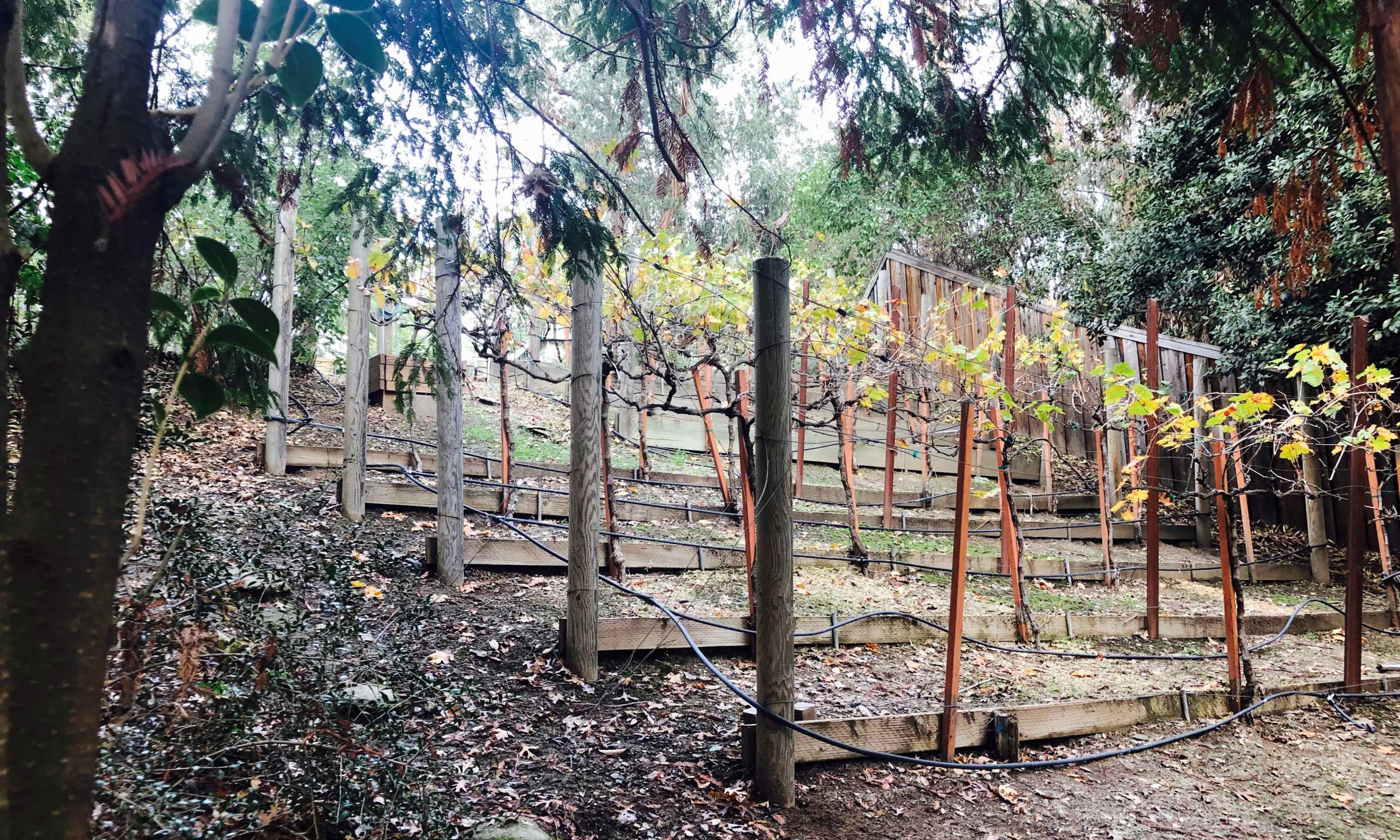 A sloped vineyard with wooden posts and rows of grapevines leading up the hill, surrounded by trees.