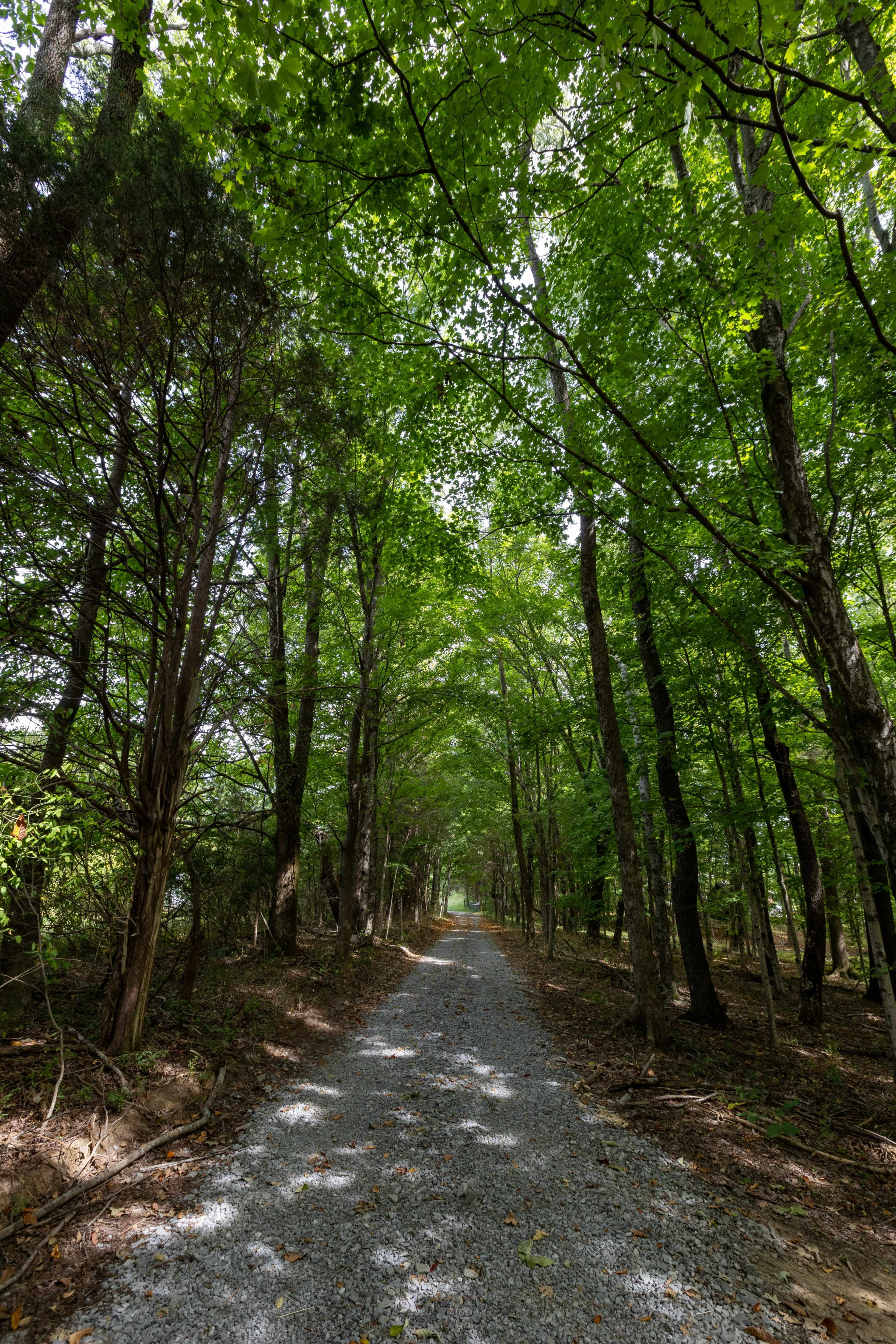 A gravel path stretches through a densely wooded area, flanked by tall trees with lush green foliage.