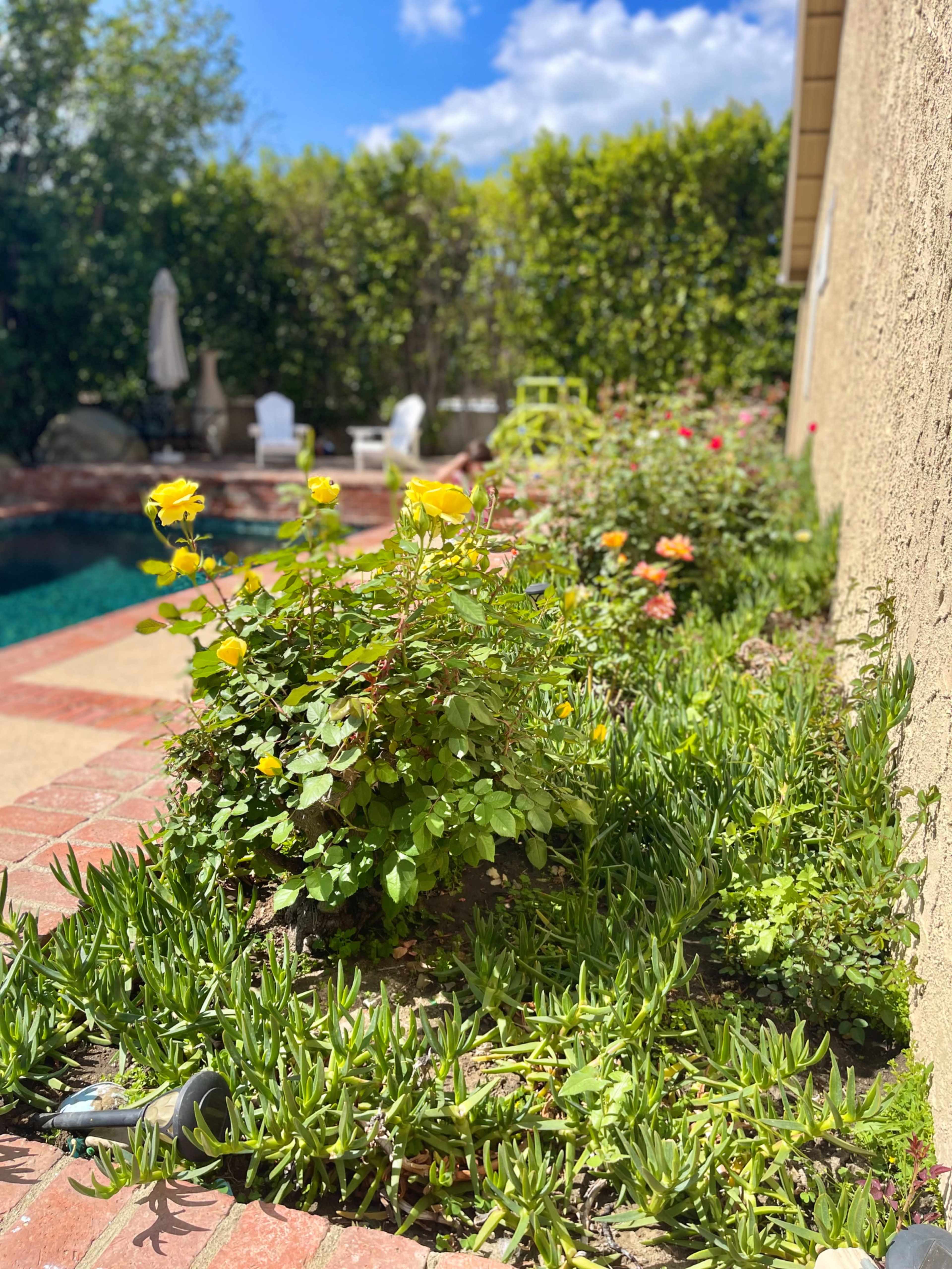 A garden with yellow roses and various plants lines a brick path next to a swimming pool.