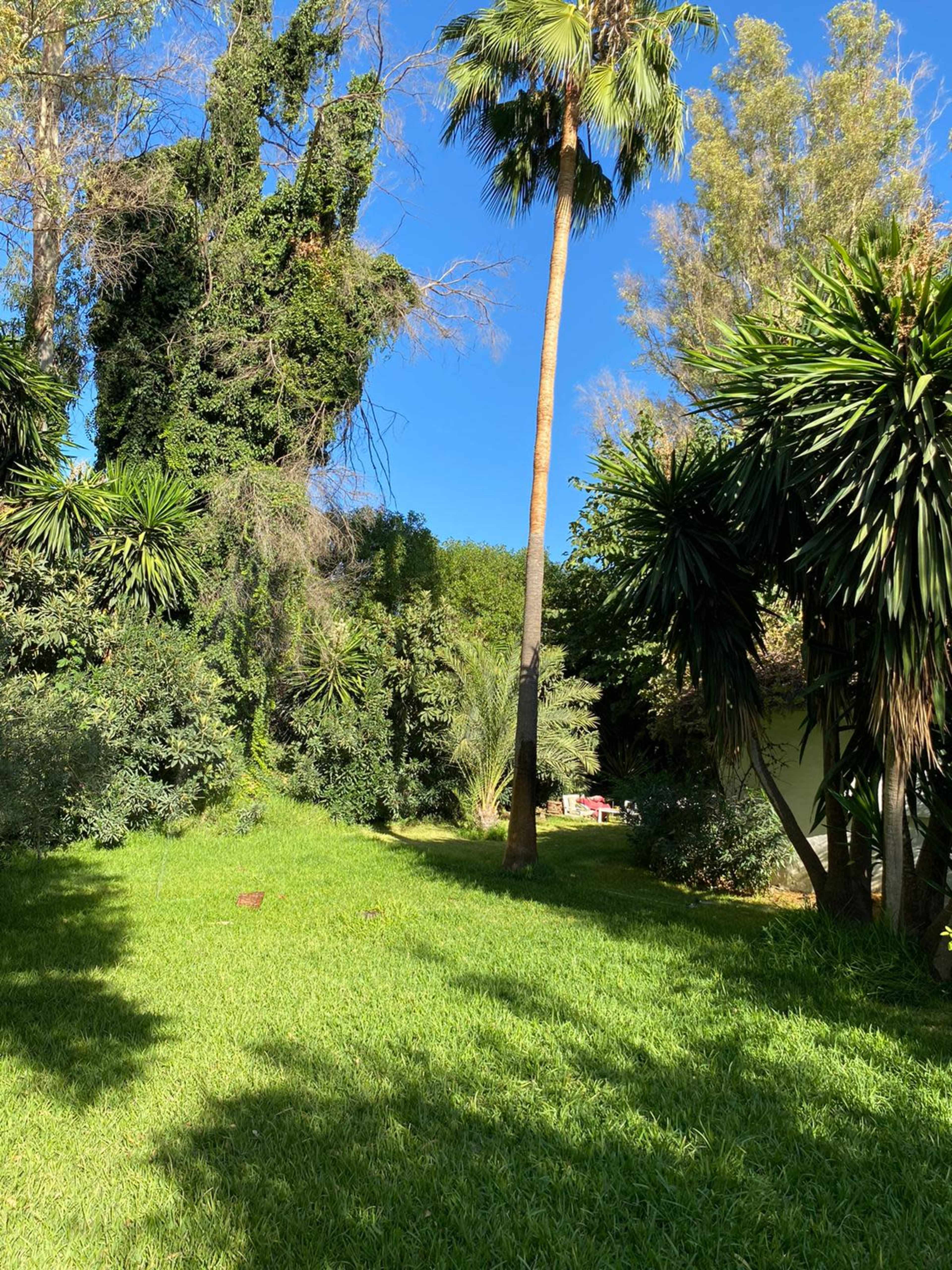 A lush green yard featuring a tall palm tree and dense vegetation, including other tropical plants and a vine-covered structure.