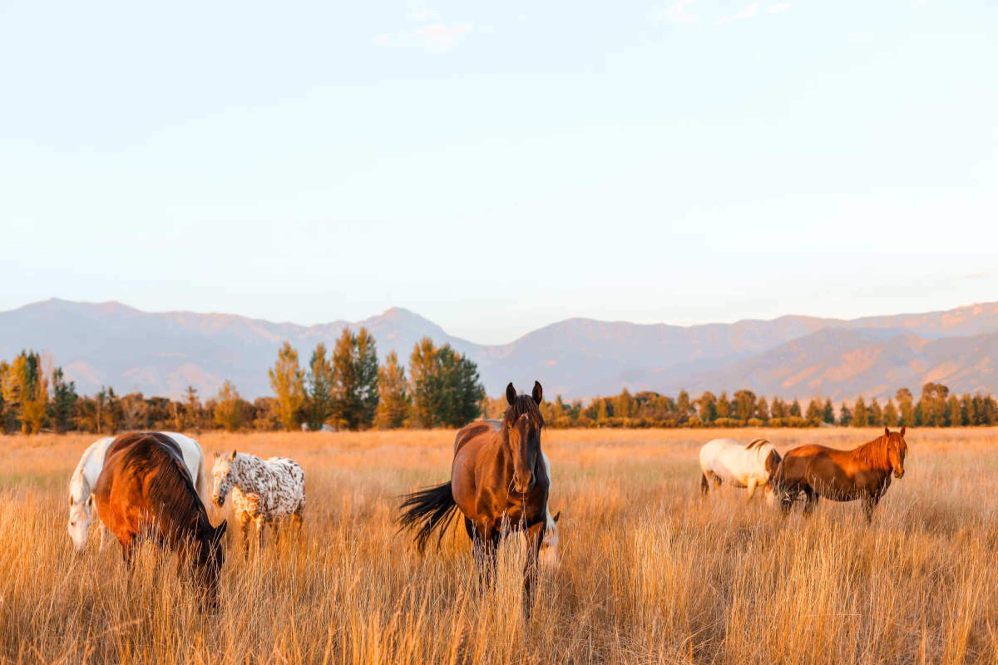 A group of horses grazes in a golden field with mountains visible in the background during dusk.