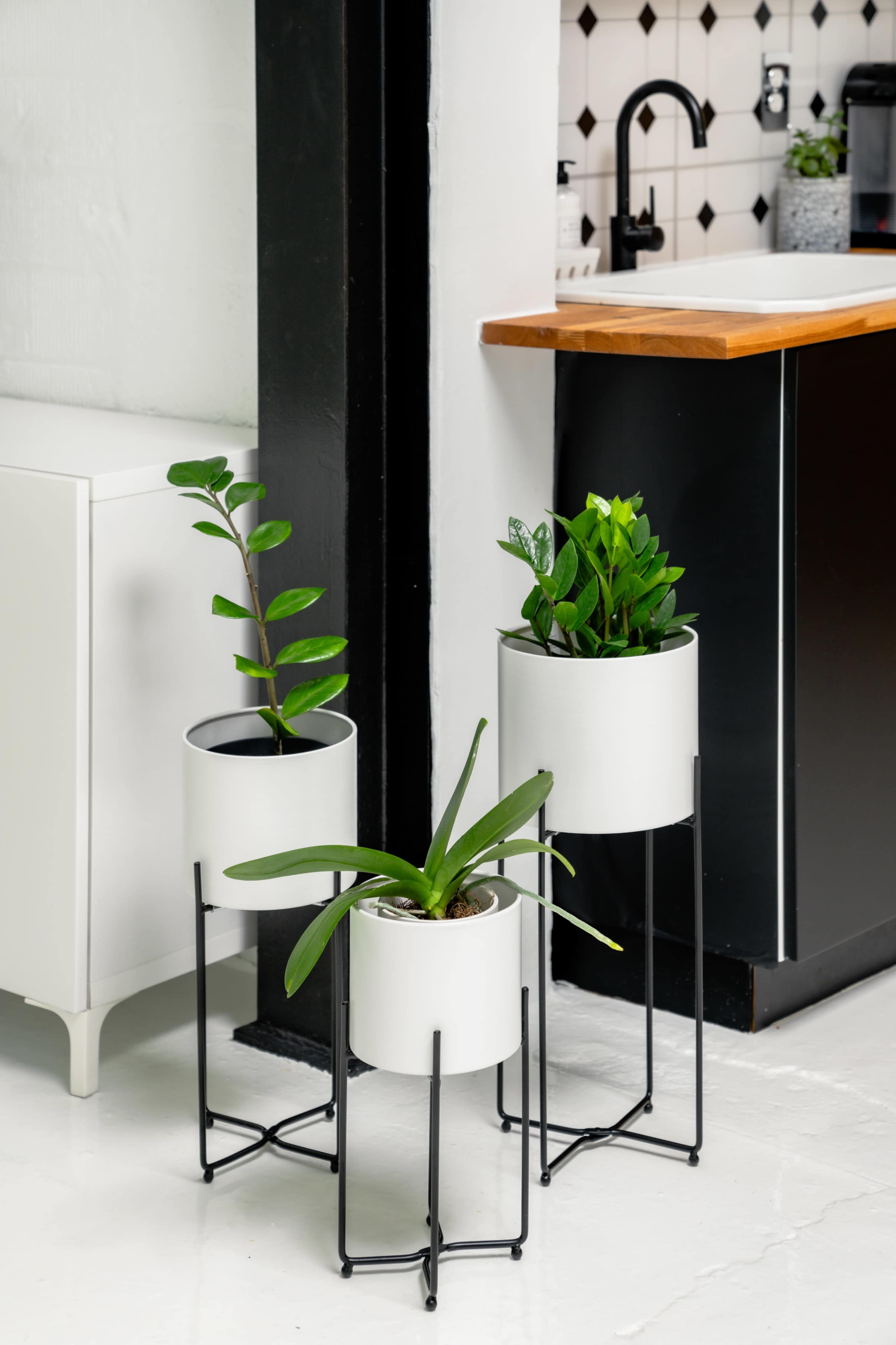 Three potted plants in white cylindrical pots with black metal stands are positioned near a kitchen counter.