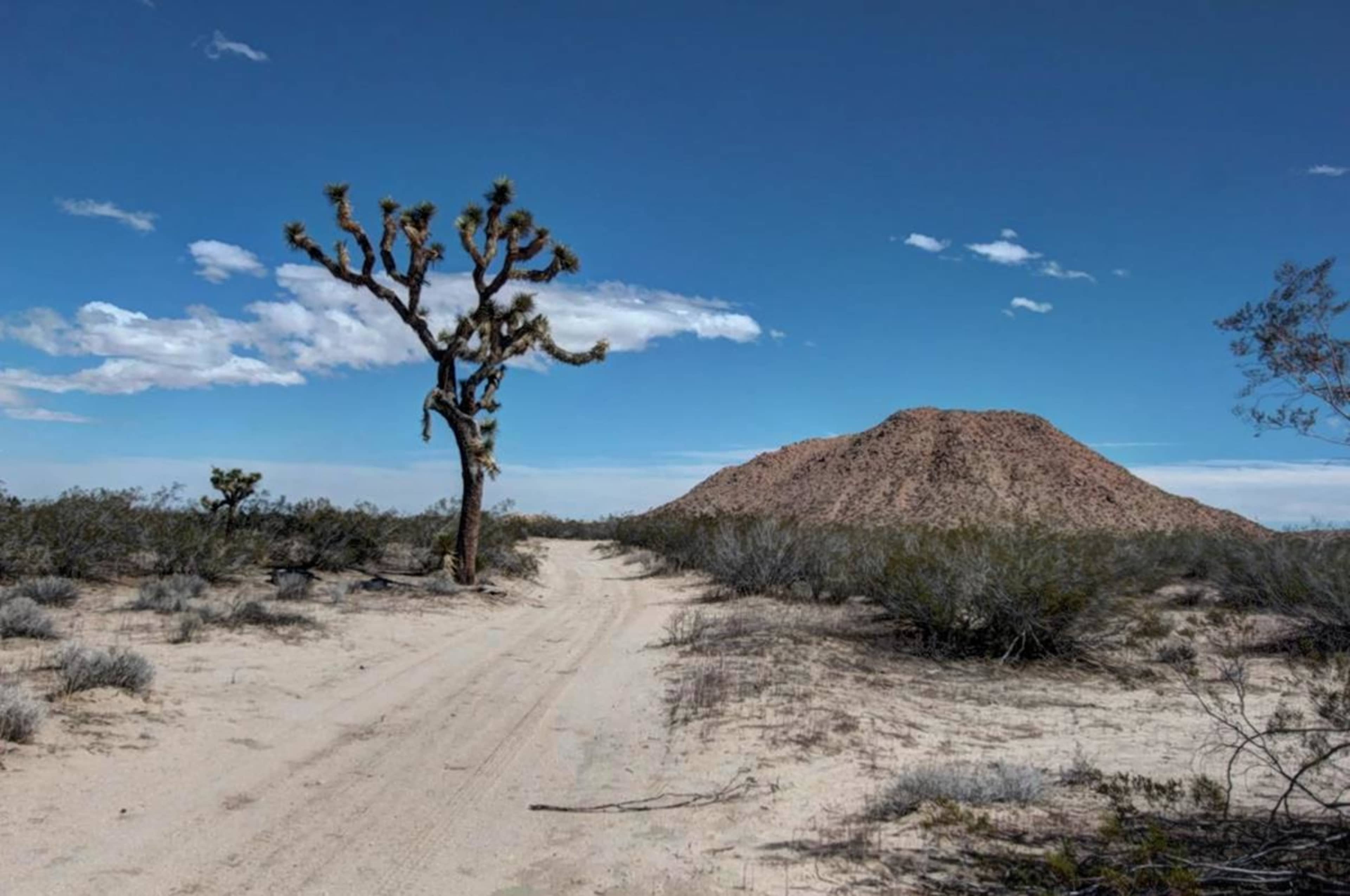 A dirt path leads through a desert landscape featuring a Joshua tree and a prominent rocky hill in the background under a partly cloudy sky.