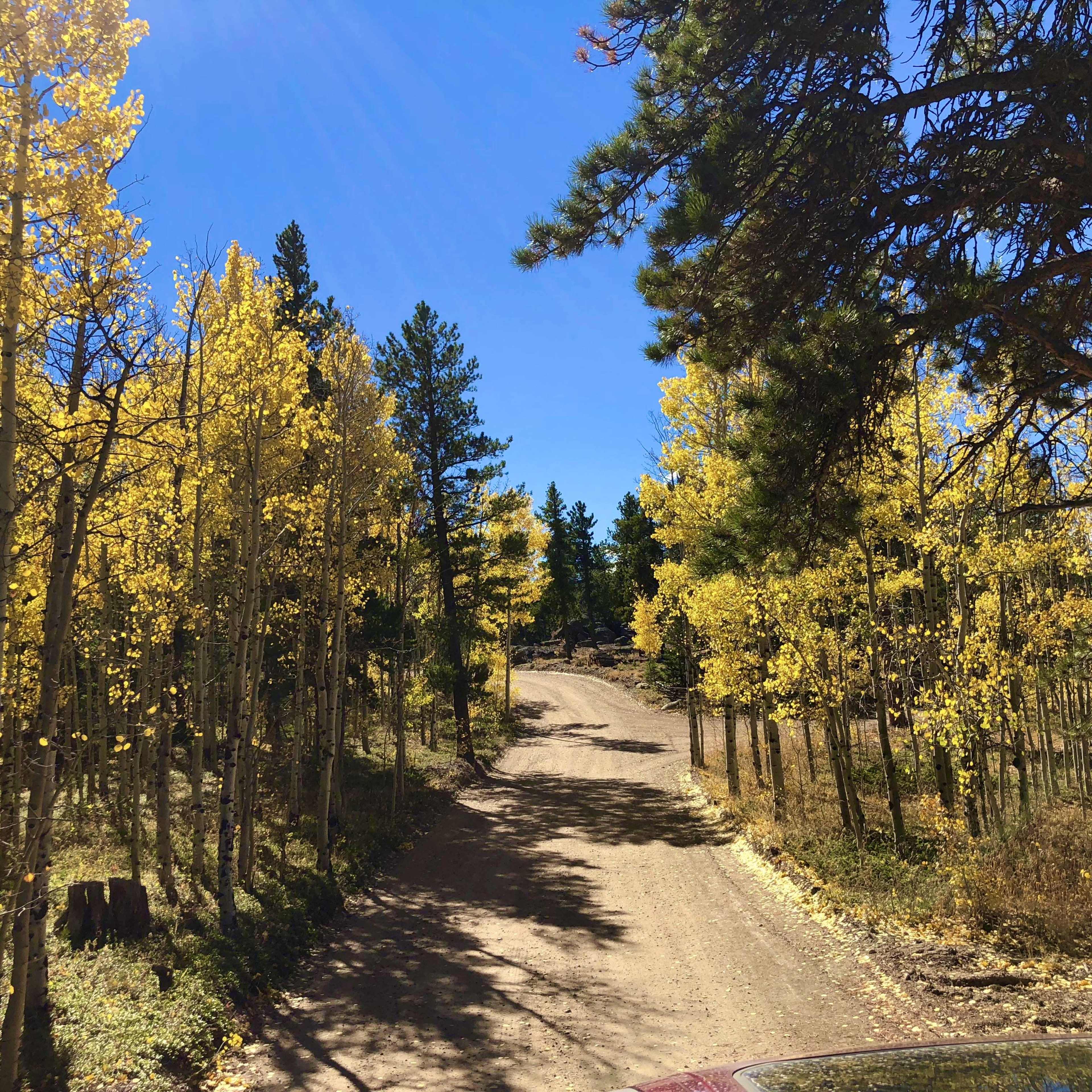 A dirt road winds through a forest of yellow-leaved trees under a clear blue sky.