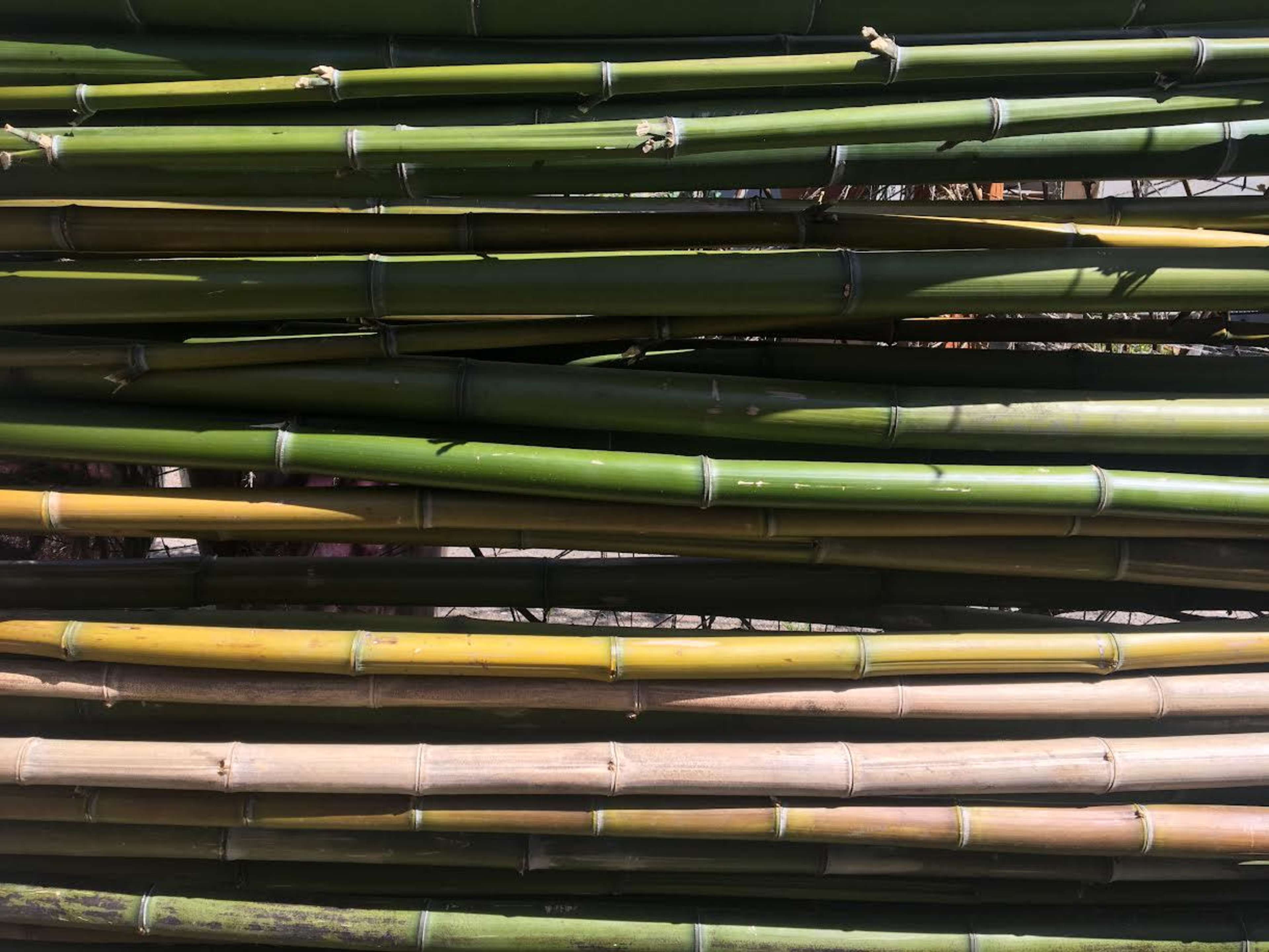 A stack of bamboo poles, featuring green and yellow sections, is arranged in a crisscross pattern.