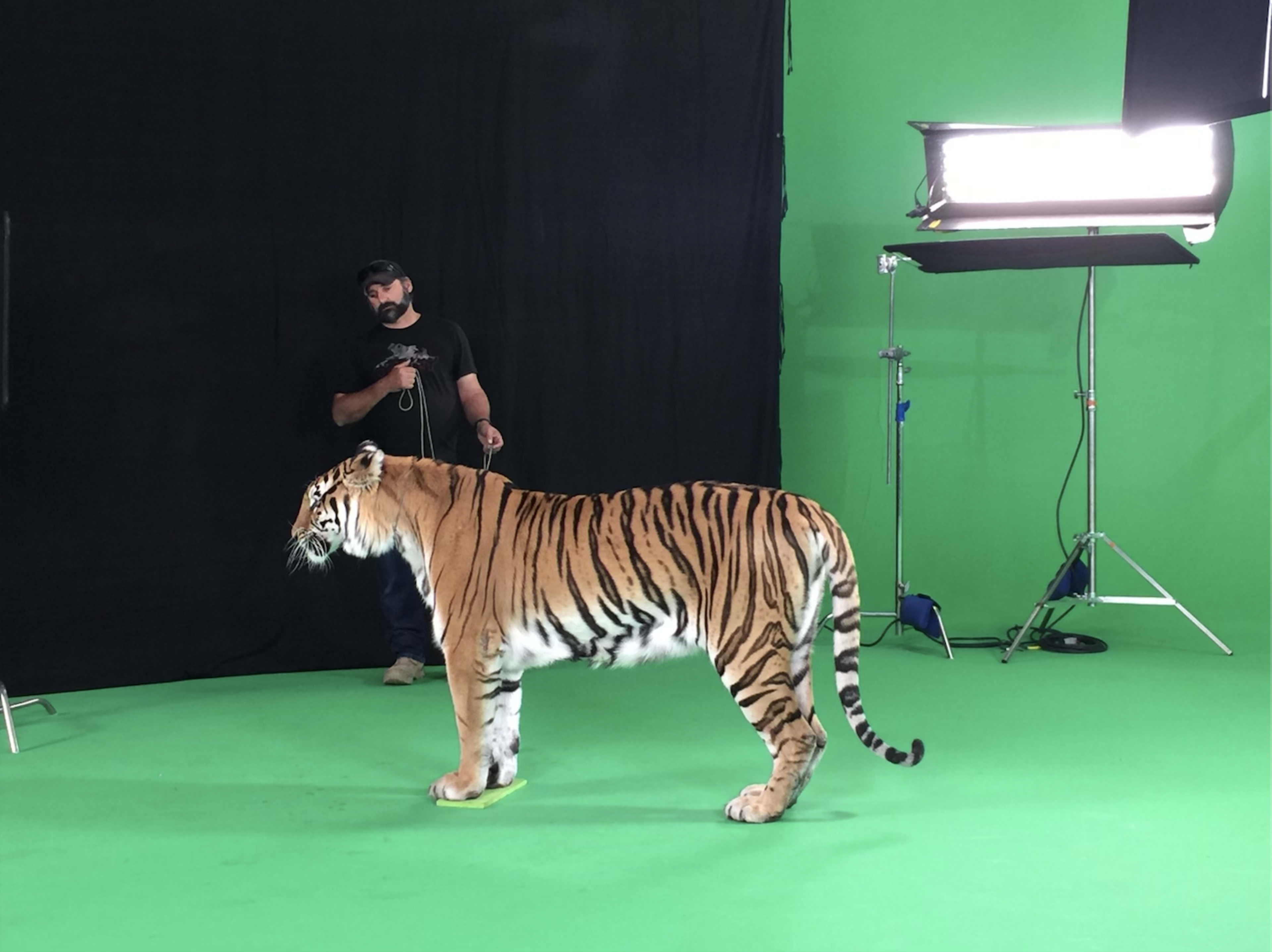 A man holds a leash attached to a tiger in a studio with a green backdrop.