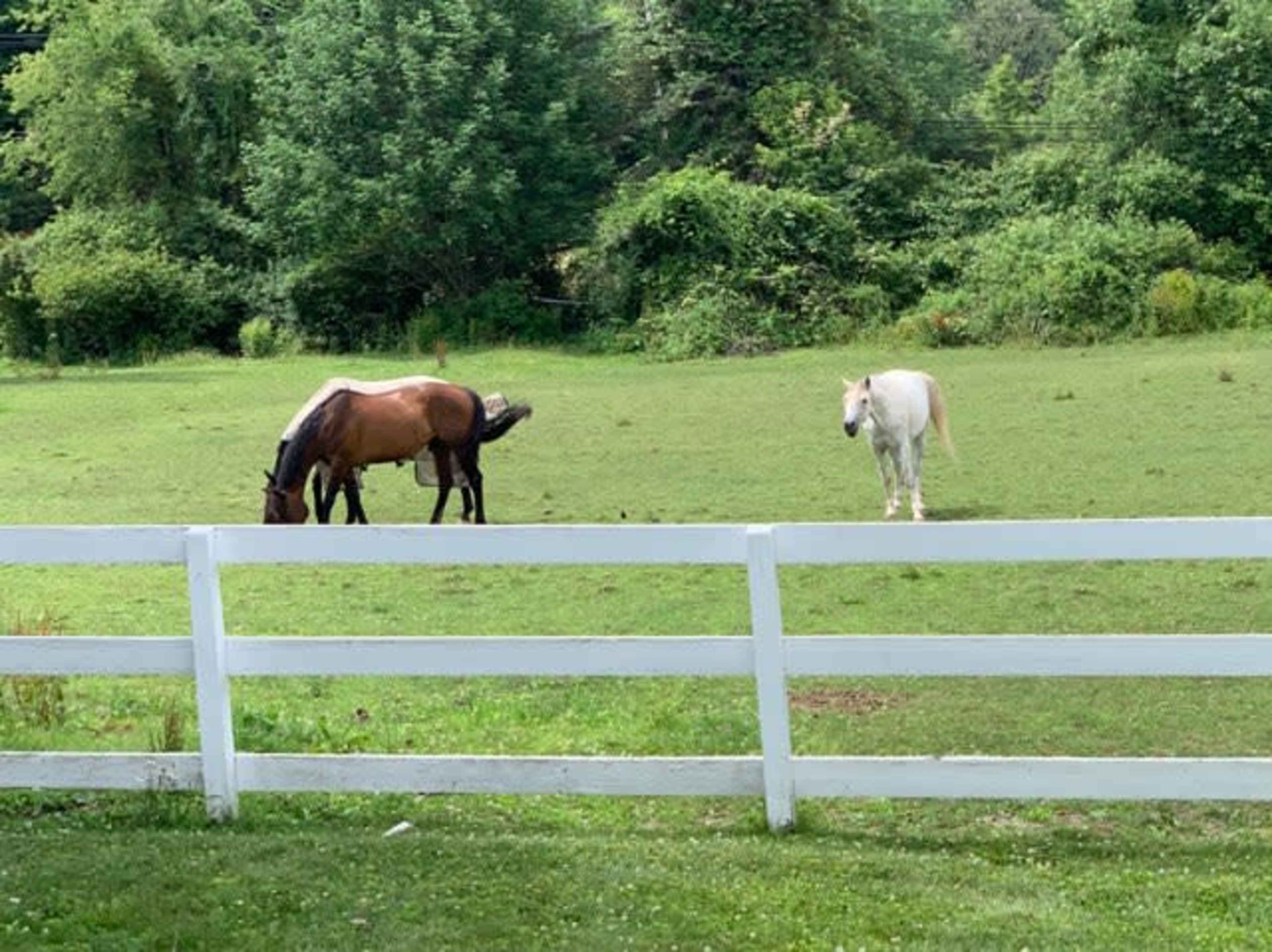 Beautiful Rustic farm w Scenic Mountain View Image in Newfoundland, Newfoundland, NJ