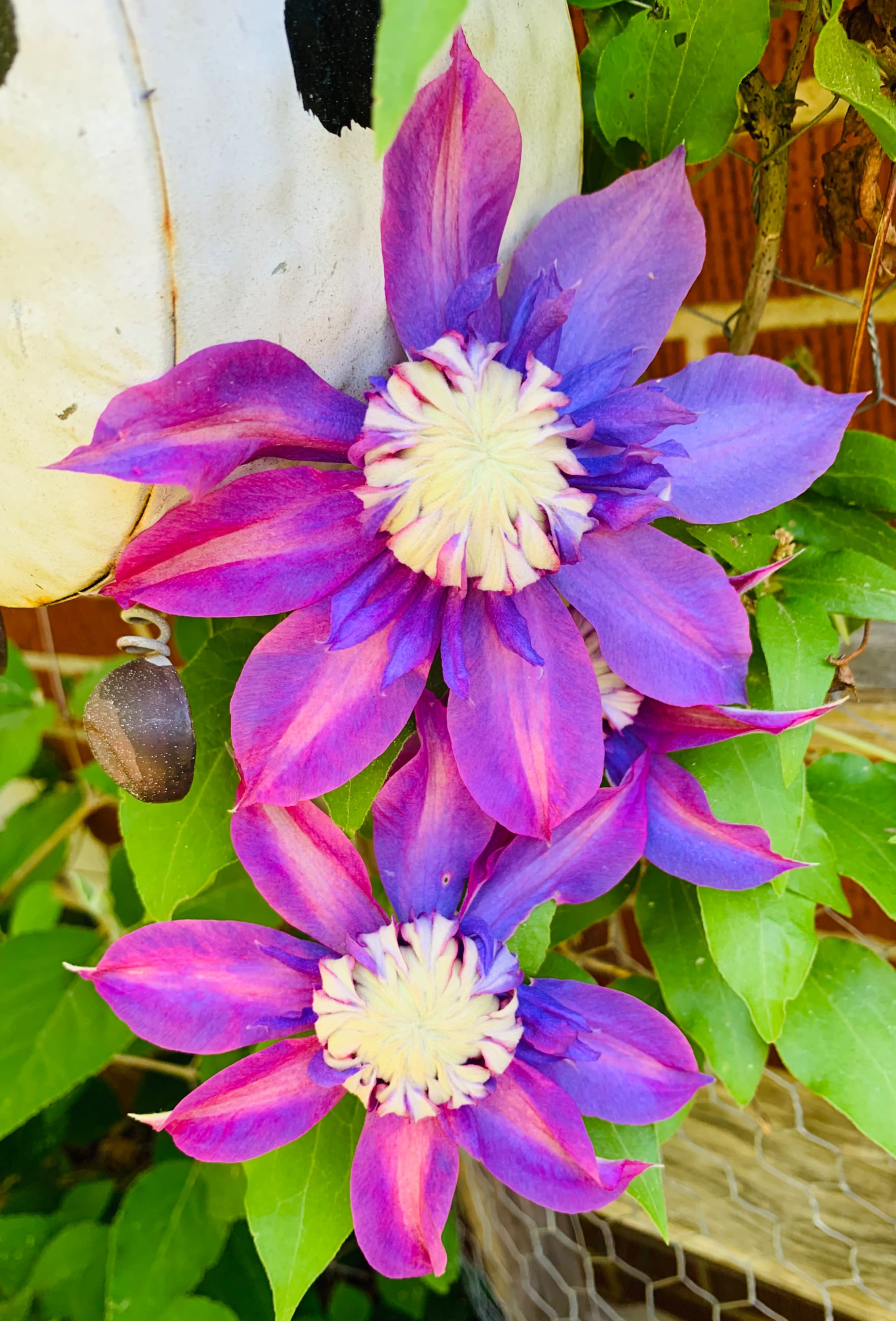 Two vibrant purple flowers with white centers are surrounded by green leaves against a rustic background.