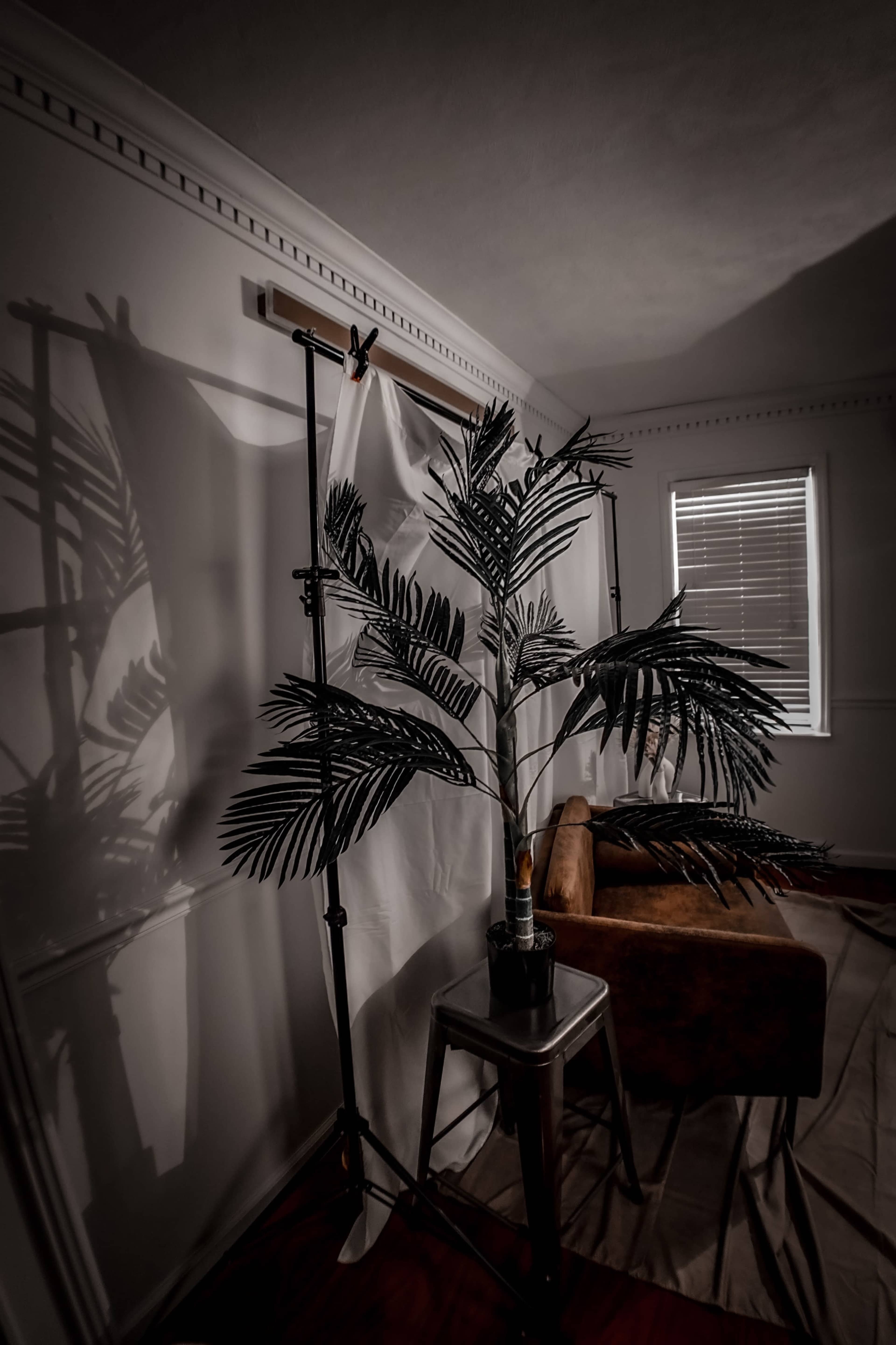 A large potted palm tree casts shadows on a wall in a dimly lit room featuring a brown couch and a small table.