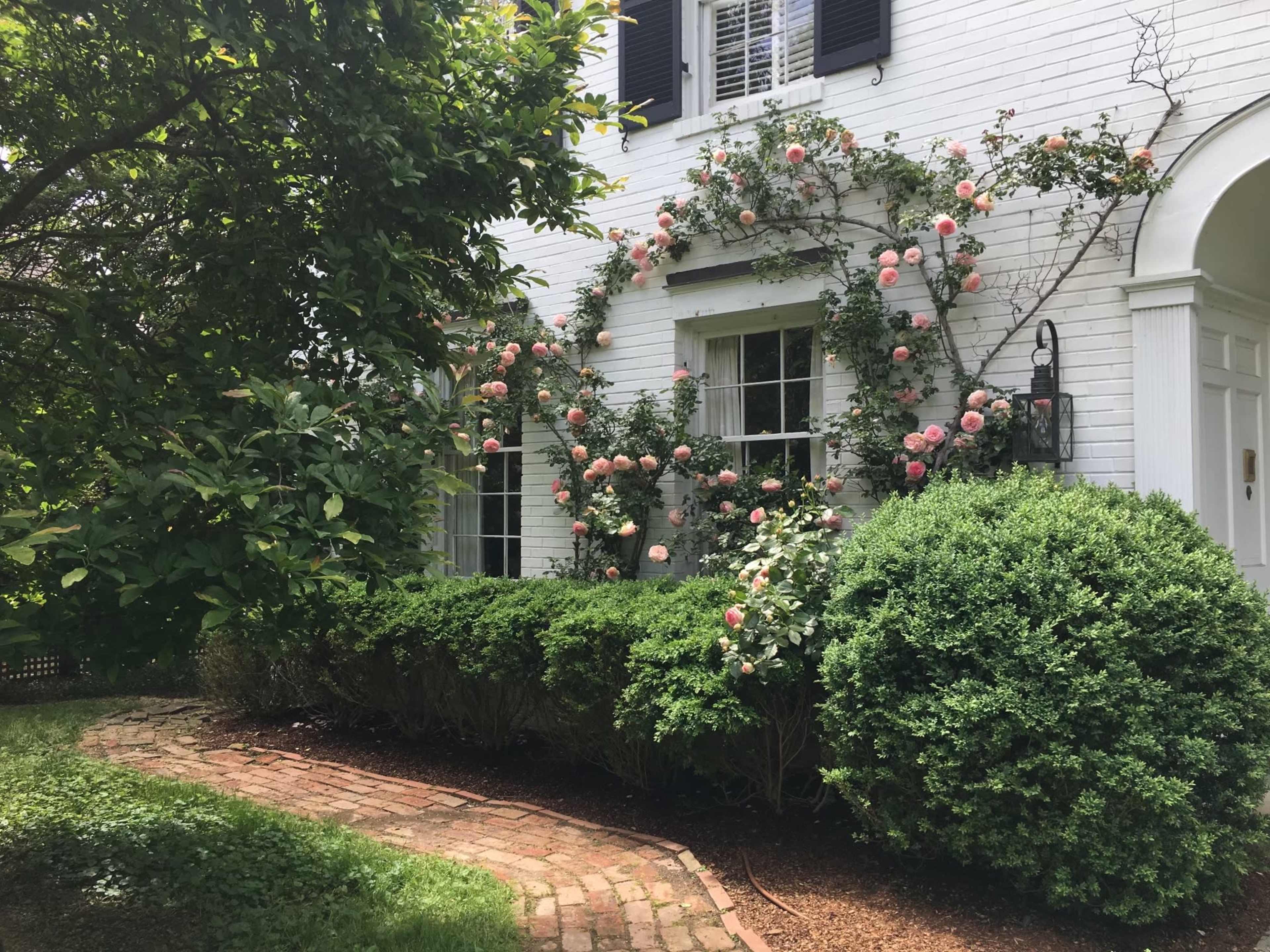 A brick pathway curves through a garden featuring lush green shrubs and climbing roses against a white house.