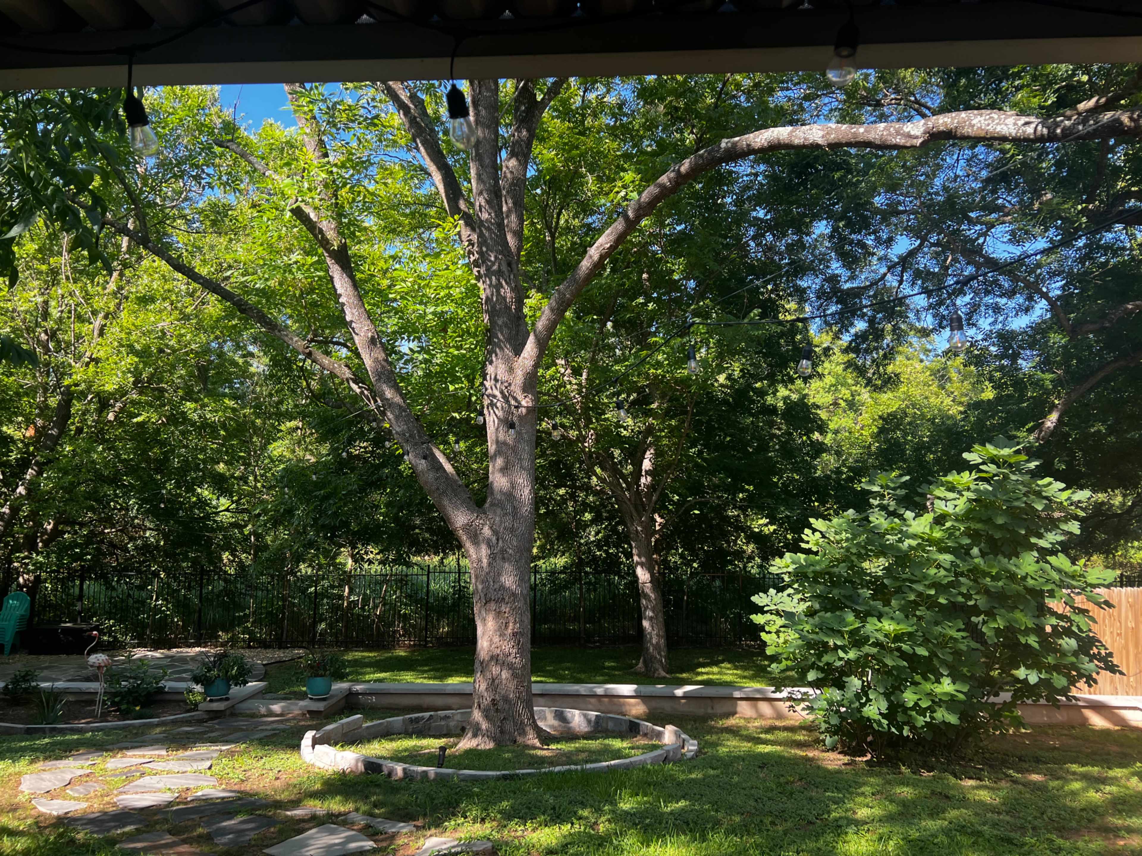 A large tree with a wide canopy stands in the center of a grassy yard, surrounded by stone paths and greenery.