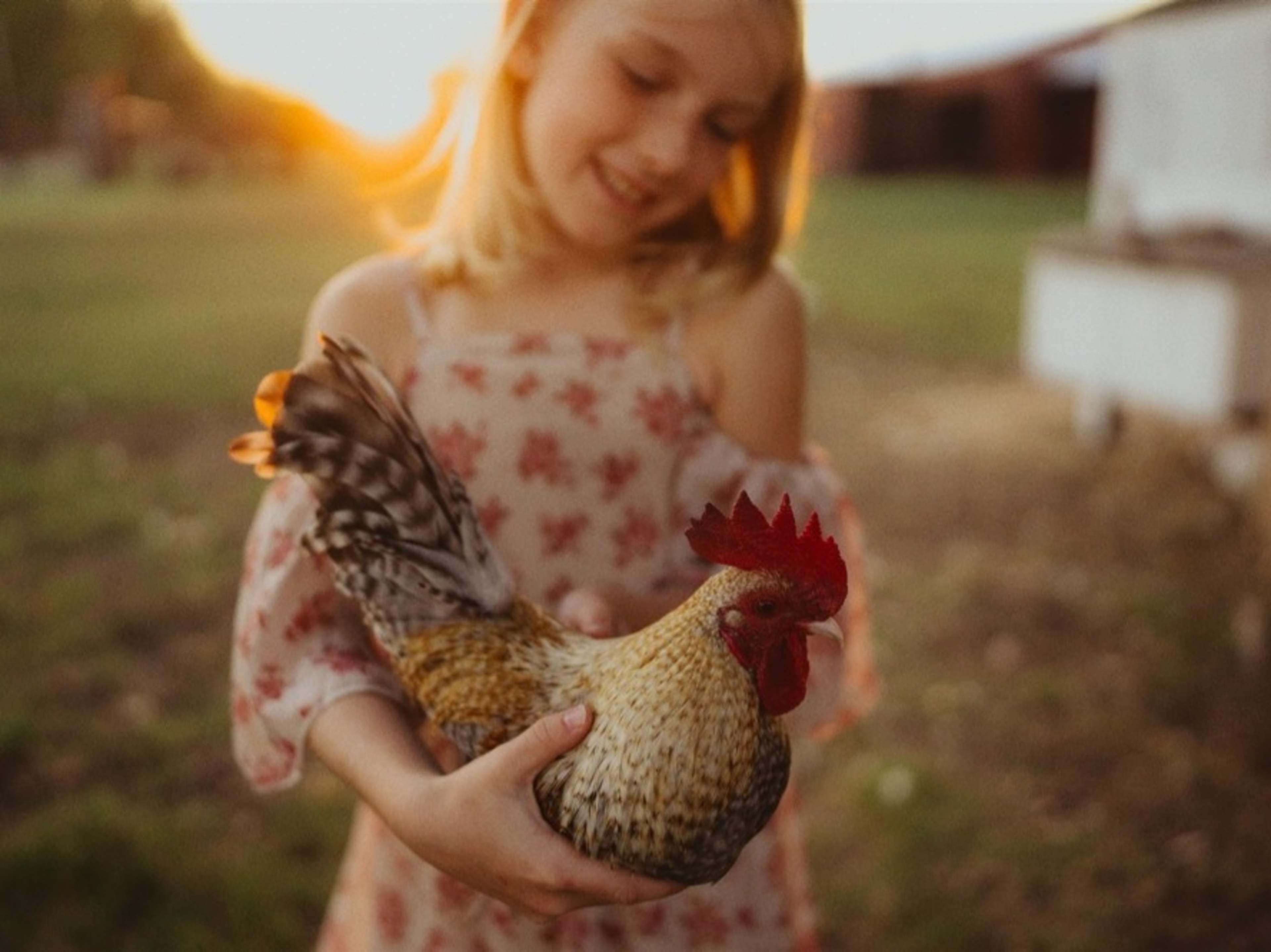 Add Chickens