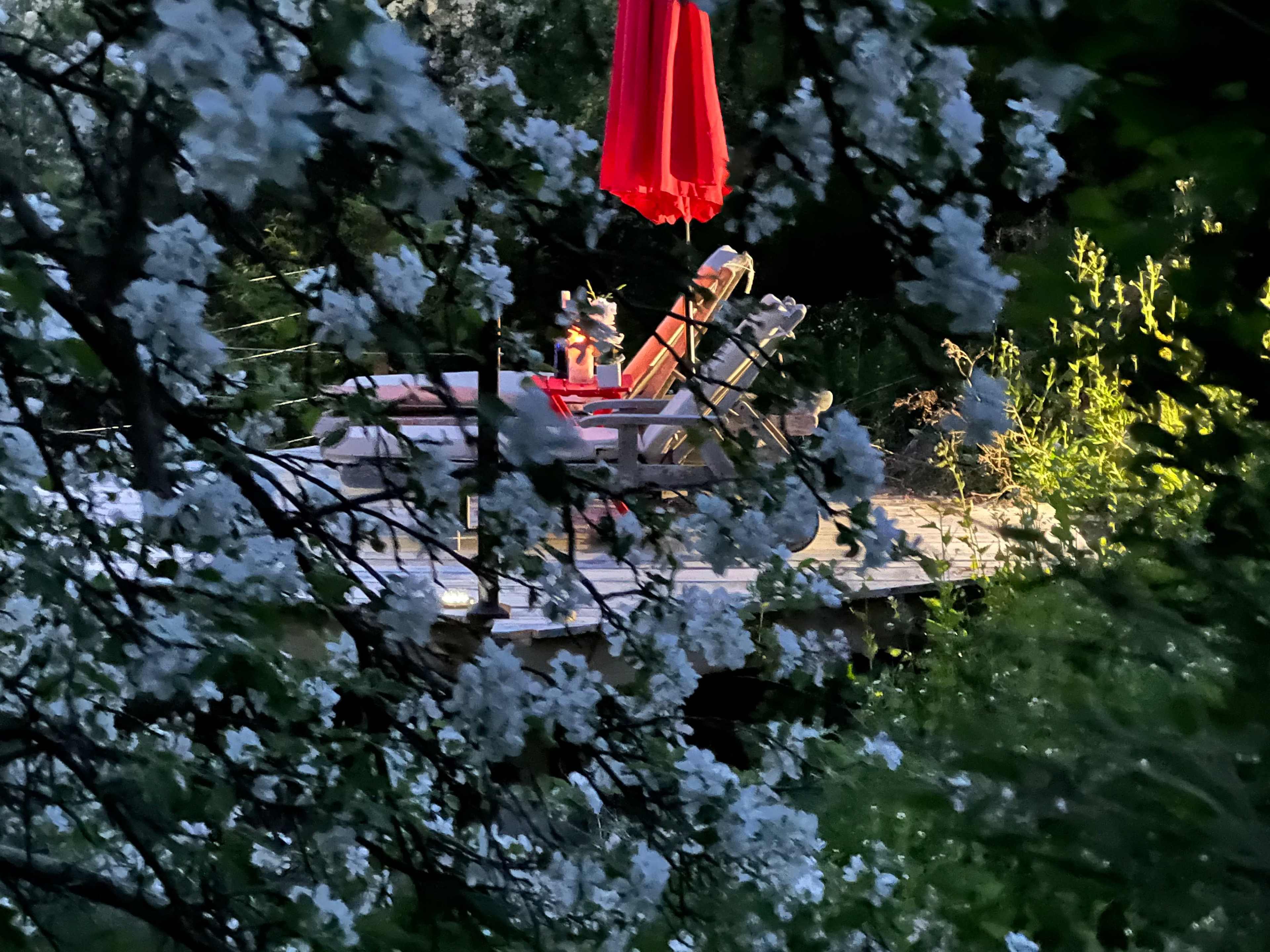 A wooden deck with two lounge chairs and a red umbrella is surrounded by blooming white flowers.