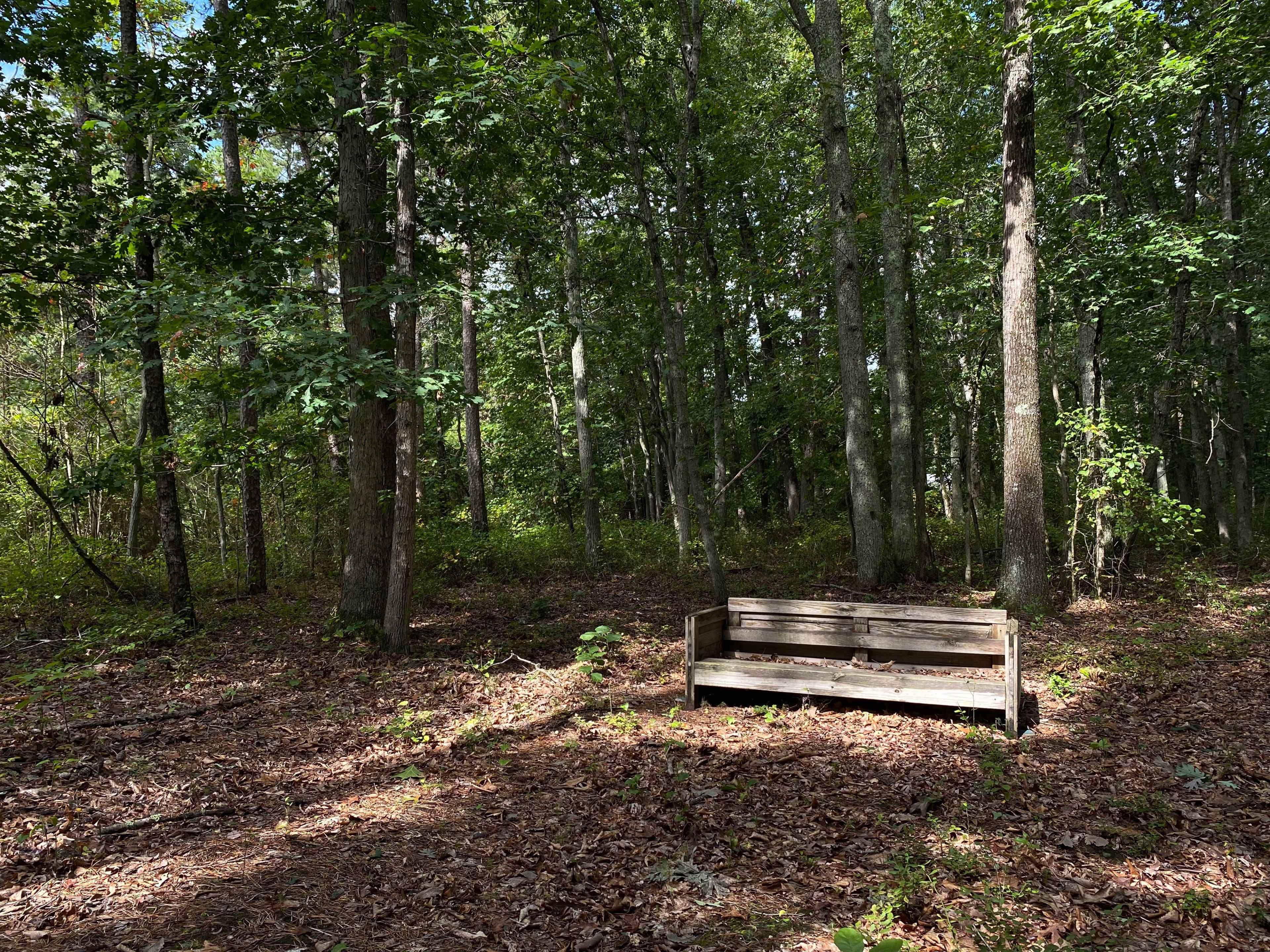 A wooden bench is situated on a bed of leaves in a wooded area surrounded by tall trees.