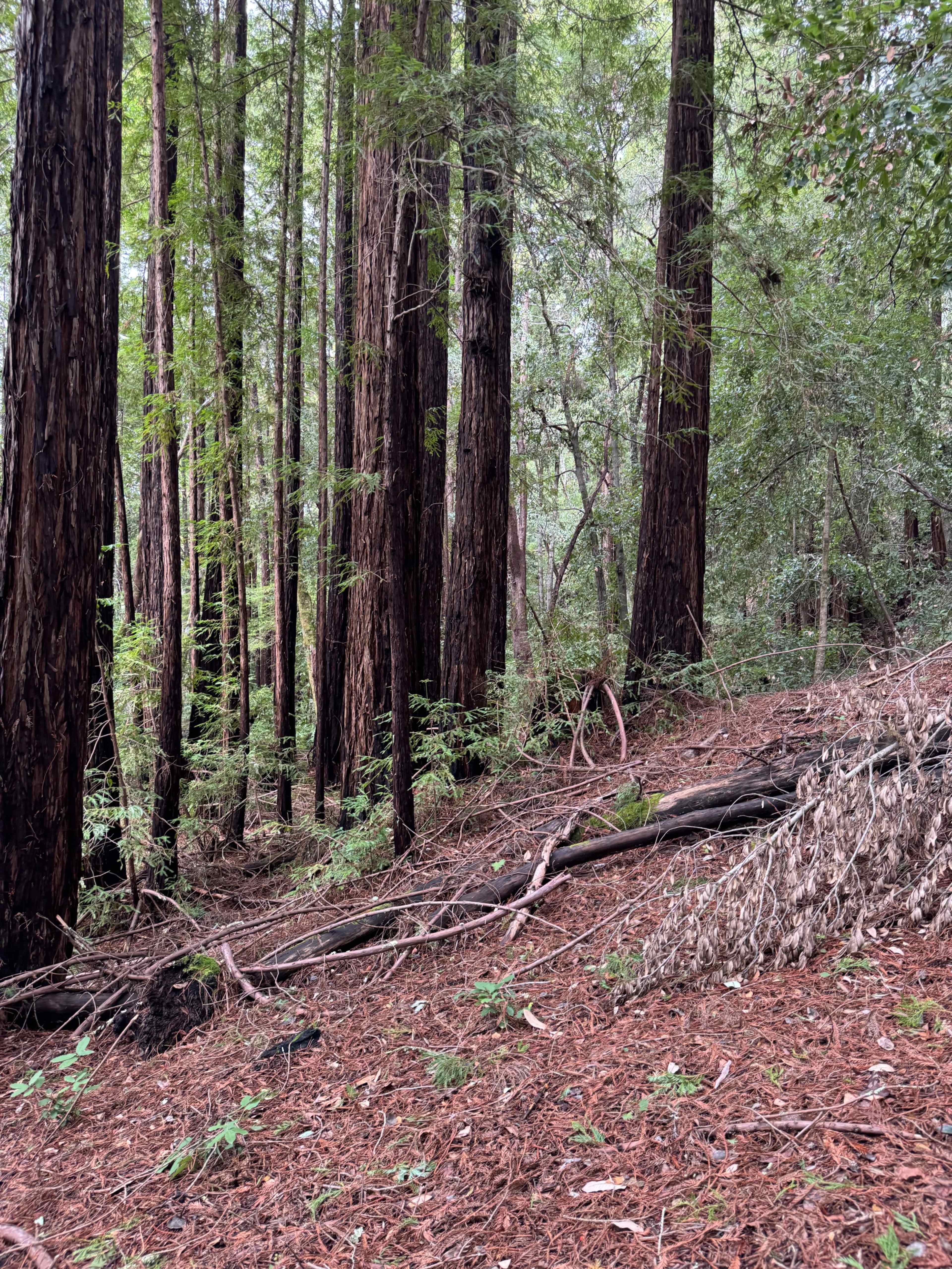 Beautiful Redwood Forest and Meadows, ~15 acres in Santa Cruz mountains Image in , Los Gatos, CA