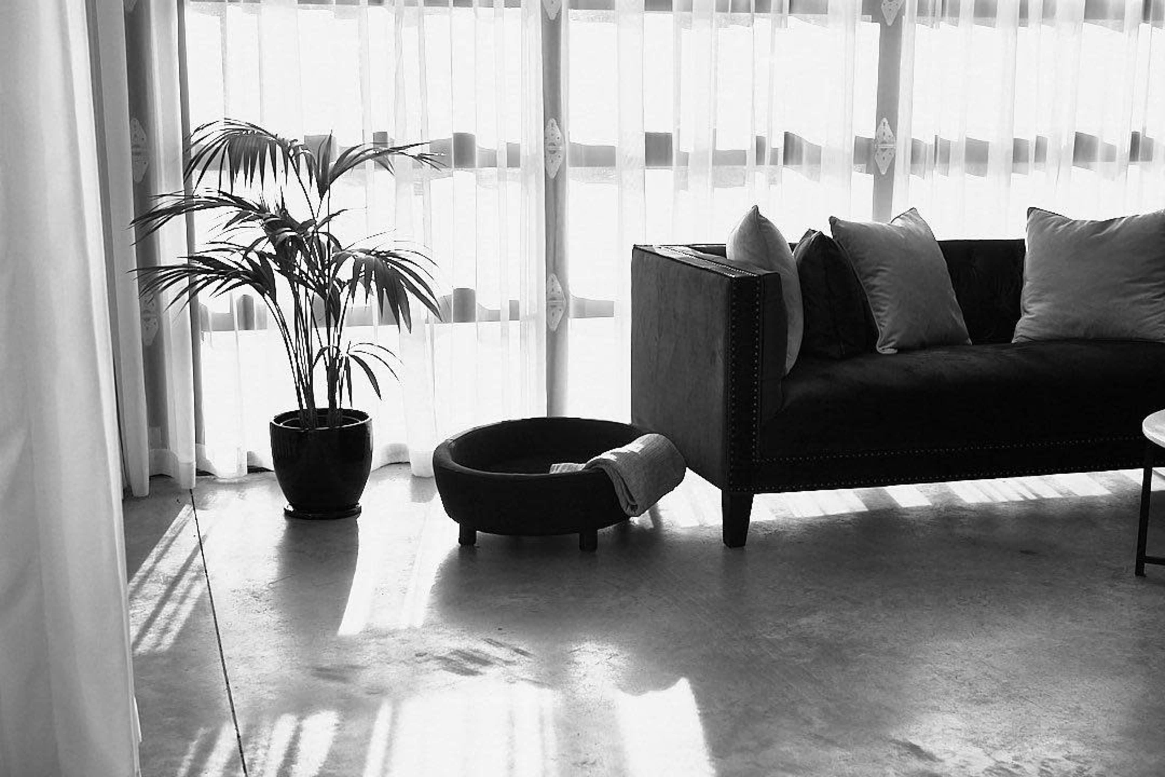 A plush black sofa with cushions sits beside a potted plant and a round pet bed on a concrete floor, illuminated by sunlight filtering through sheer curtains.