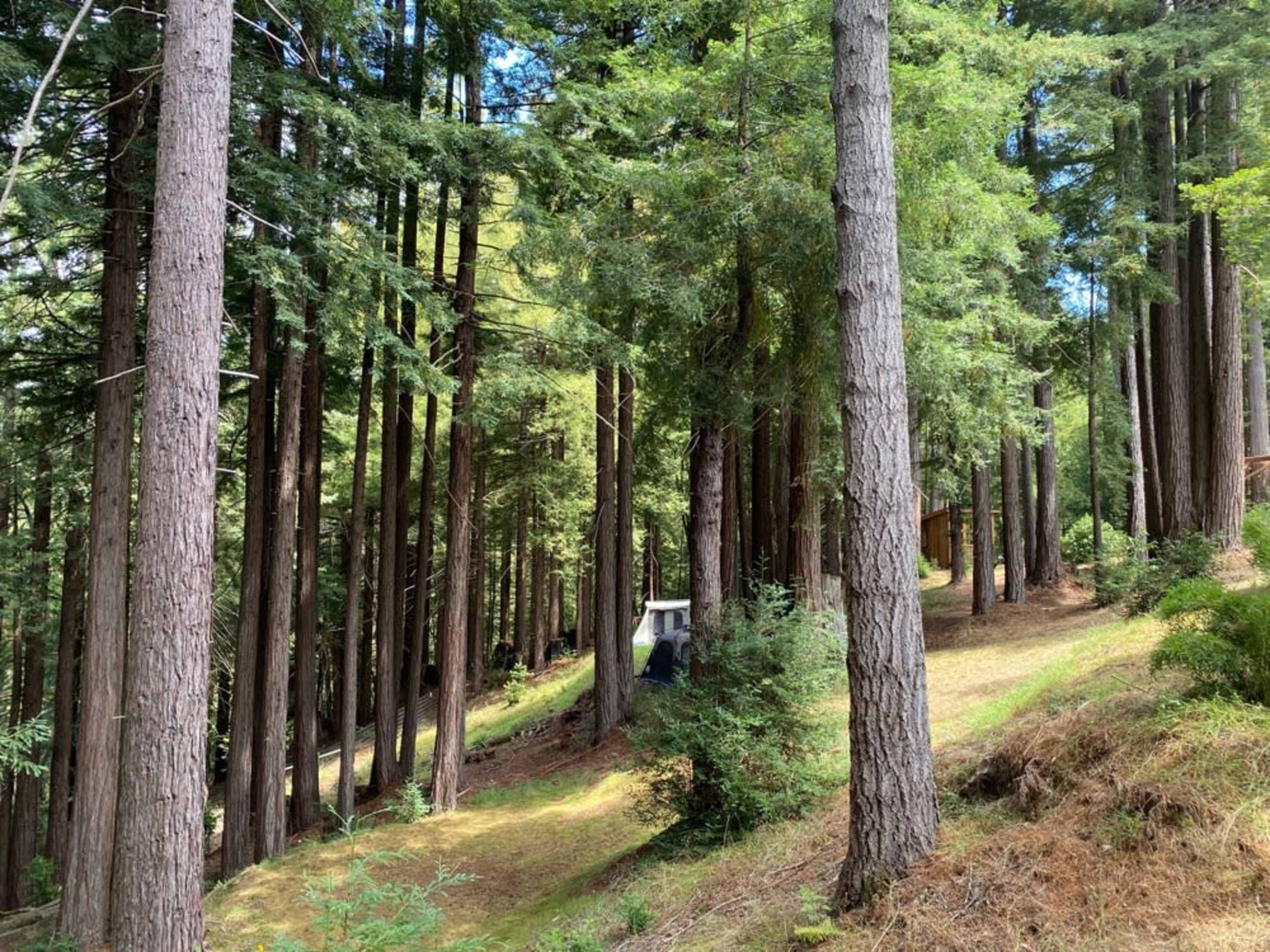 Forest Bathing