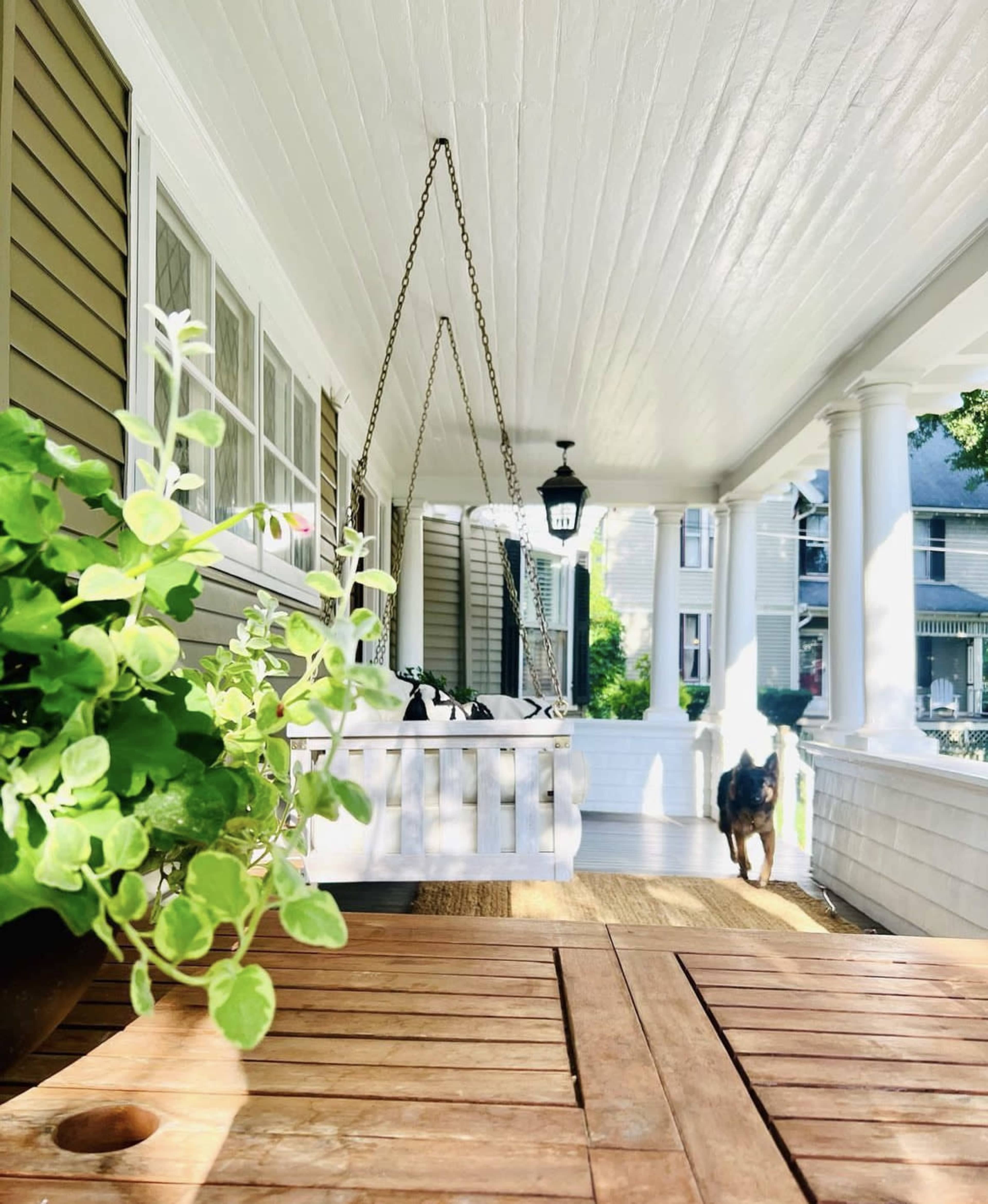 A porch features a hanging swing, potted plants, and a dog walking along the wooden floor under a white ceiling.