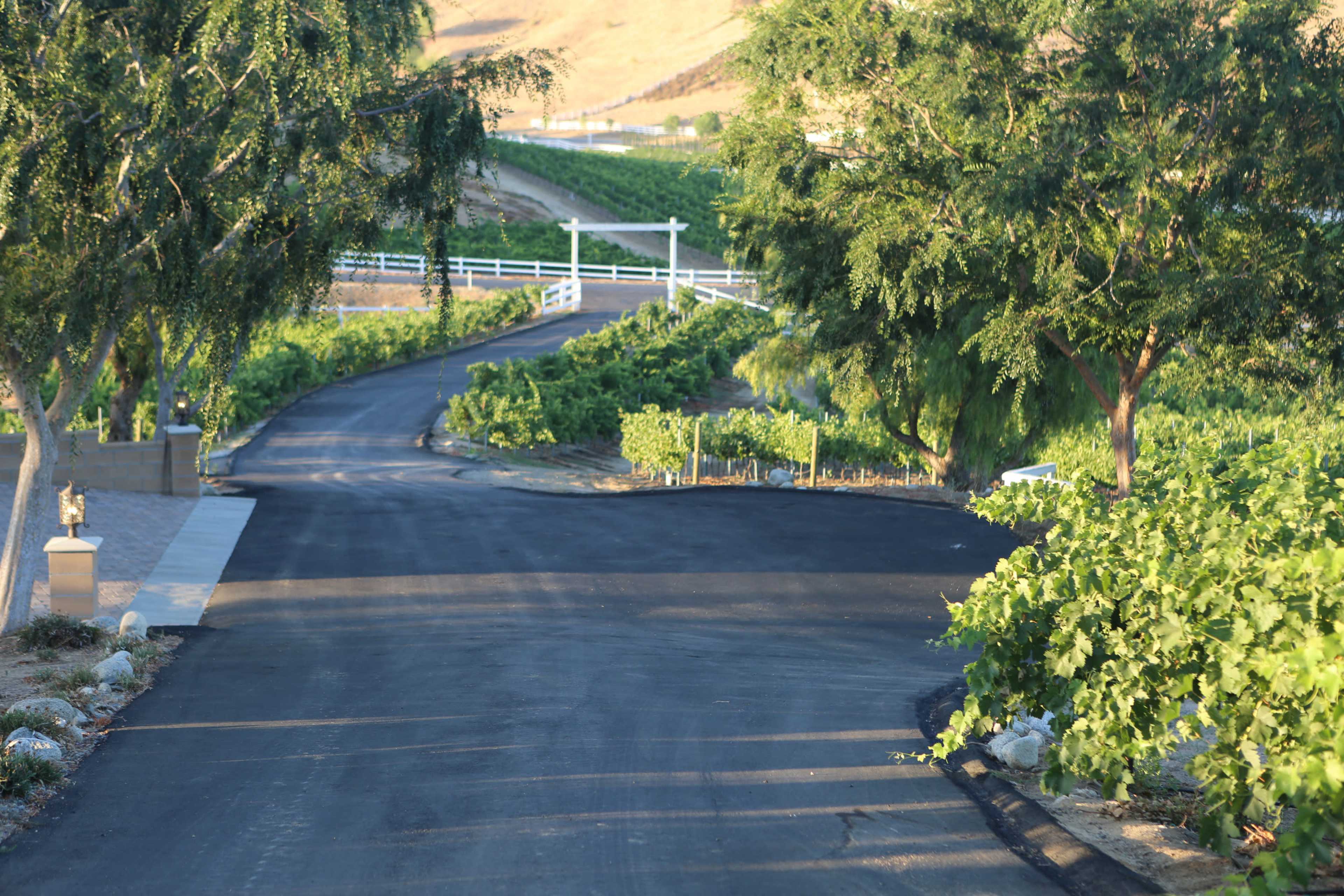 A paved road winds through rows of grapevines, bordered by green trees and a white fence on a hillside.