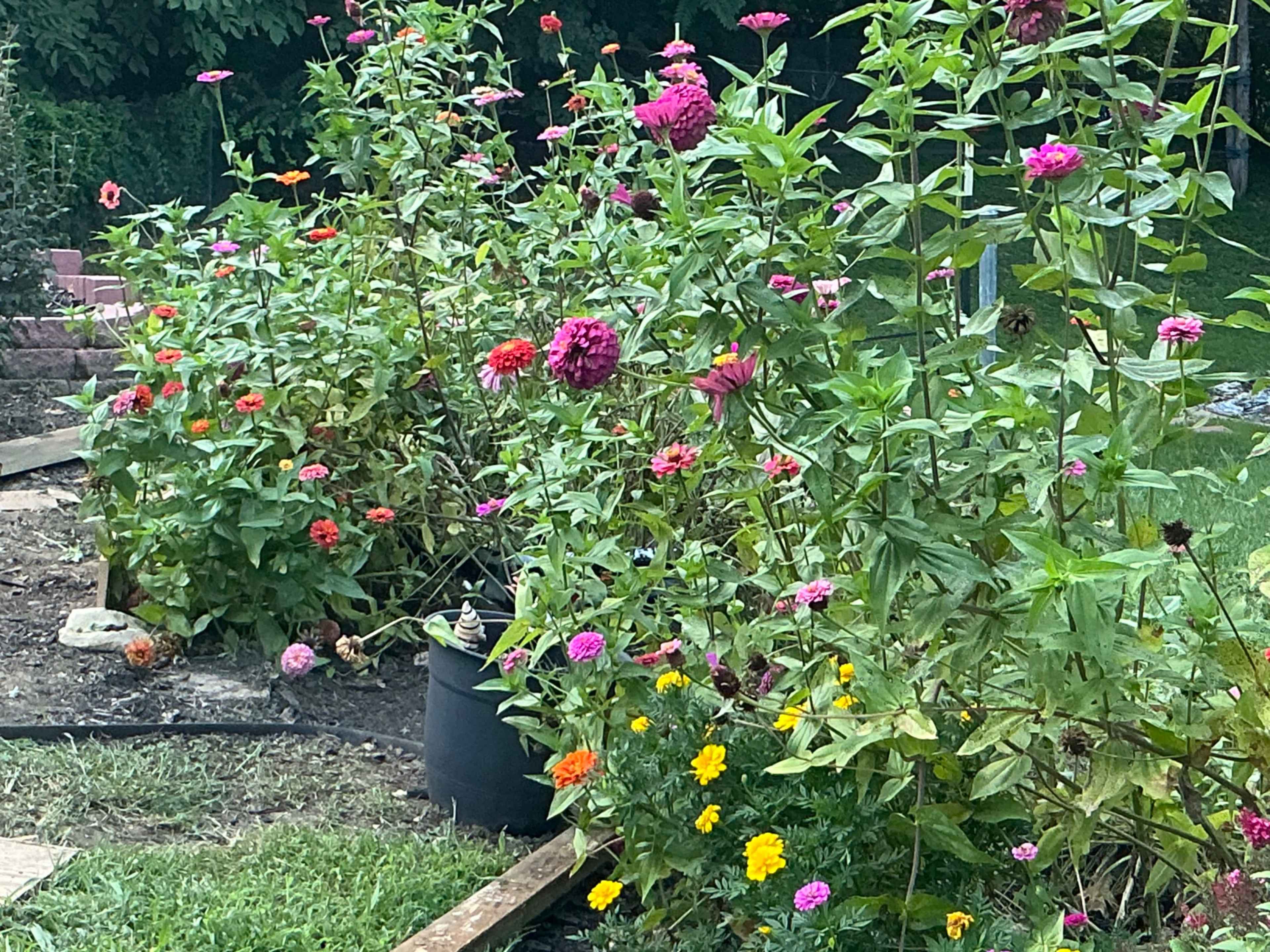 A vibrant flower bed features a variety of blooming zinnias and marigolds amid greenery in a garden setting.