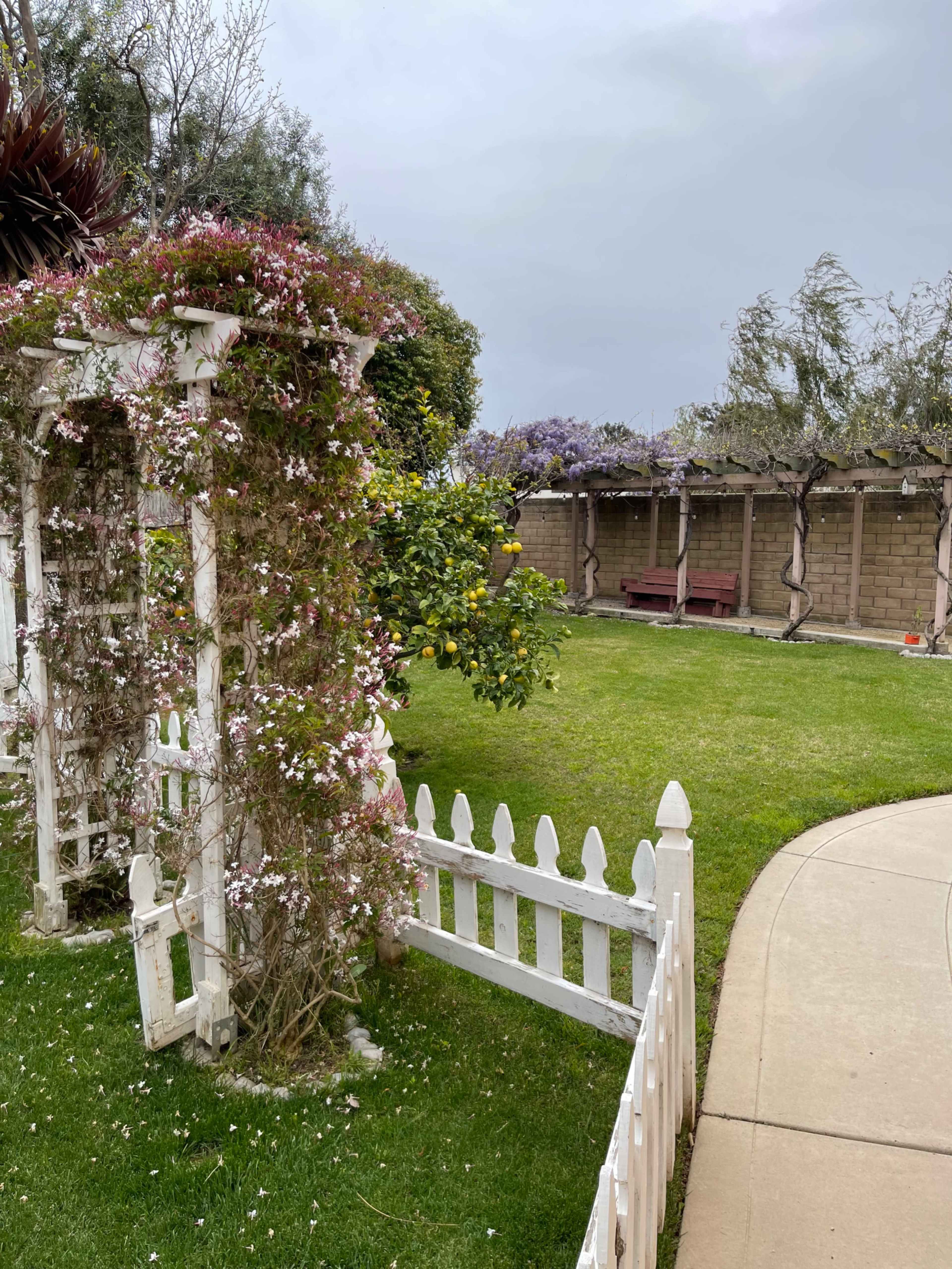 A garden featuring a white picket fence, a trellis covered in flowers, and a lemon tree in a grassy area with benches in the background.