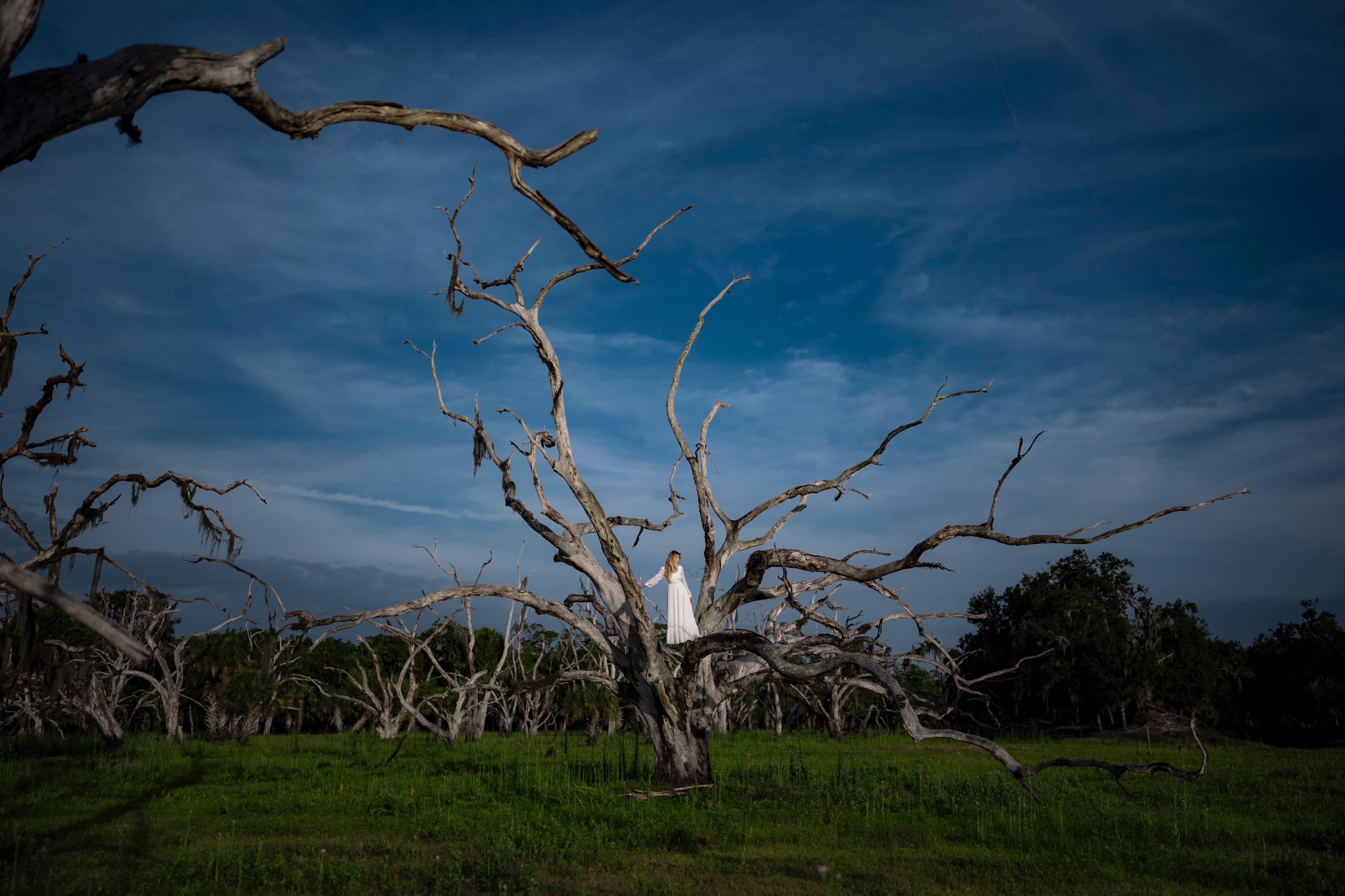 230 acre Untouched Old Florida Landscape Image in , zolfo springs, FL