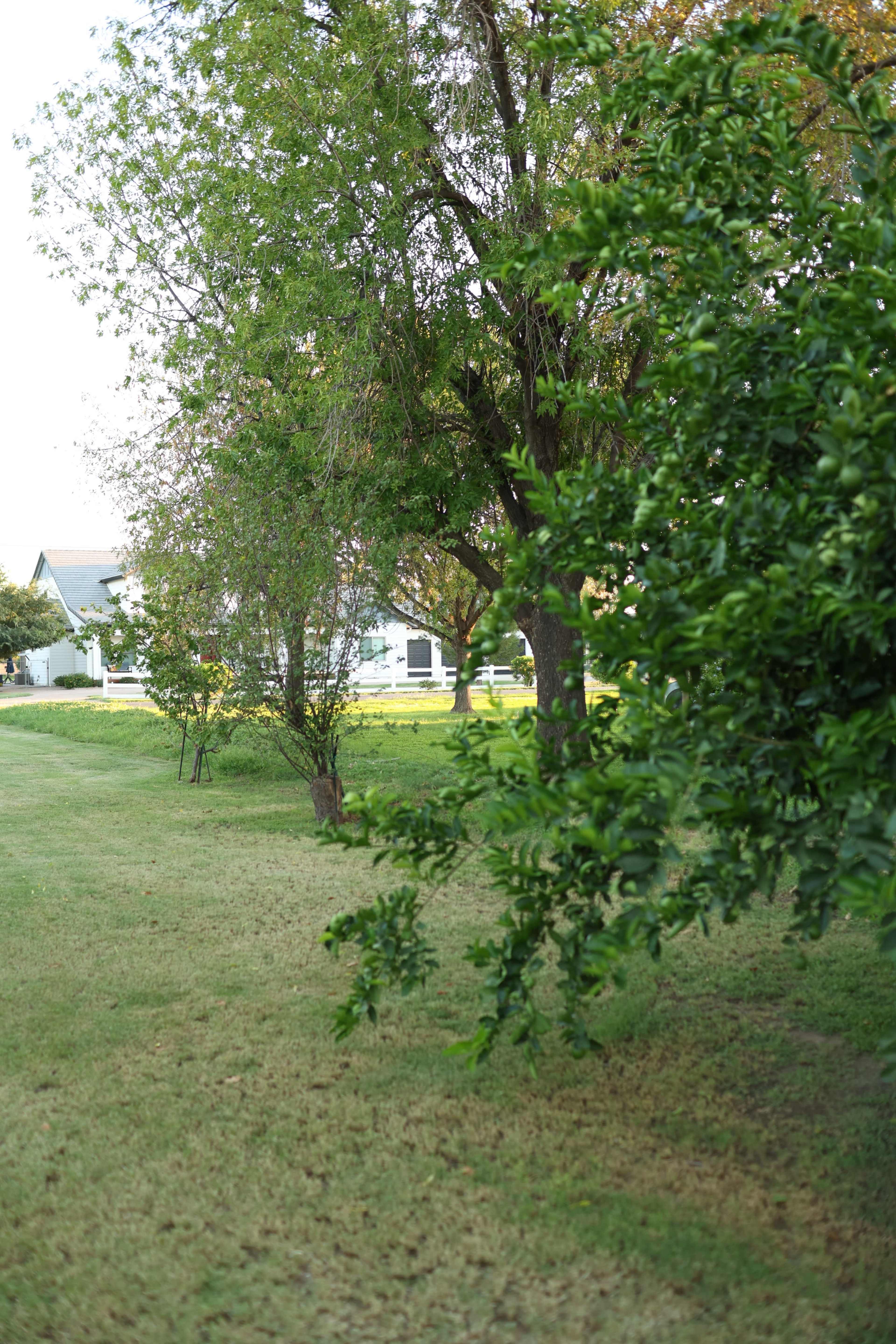 The image shows a grassy area with a few trees and a house in the background.