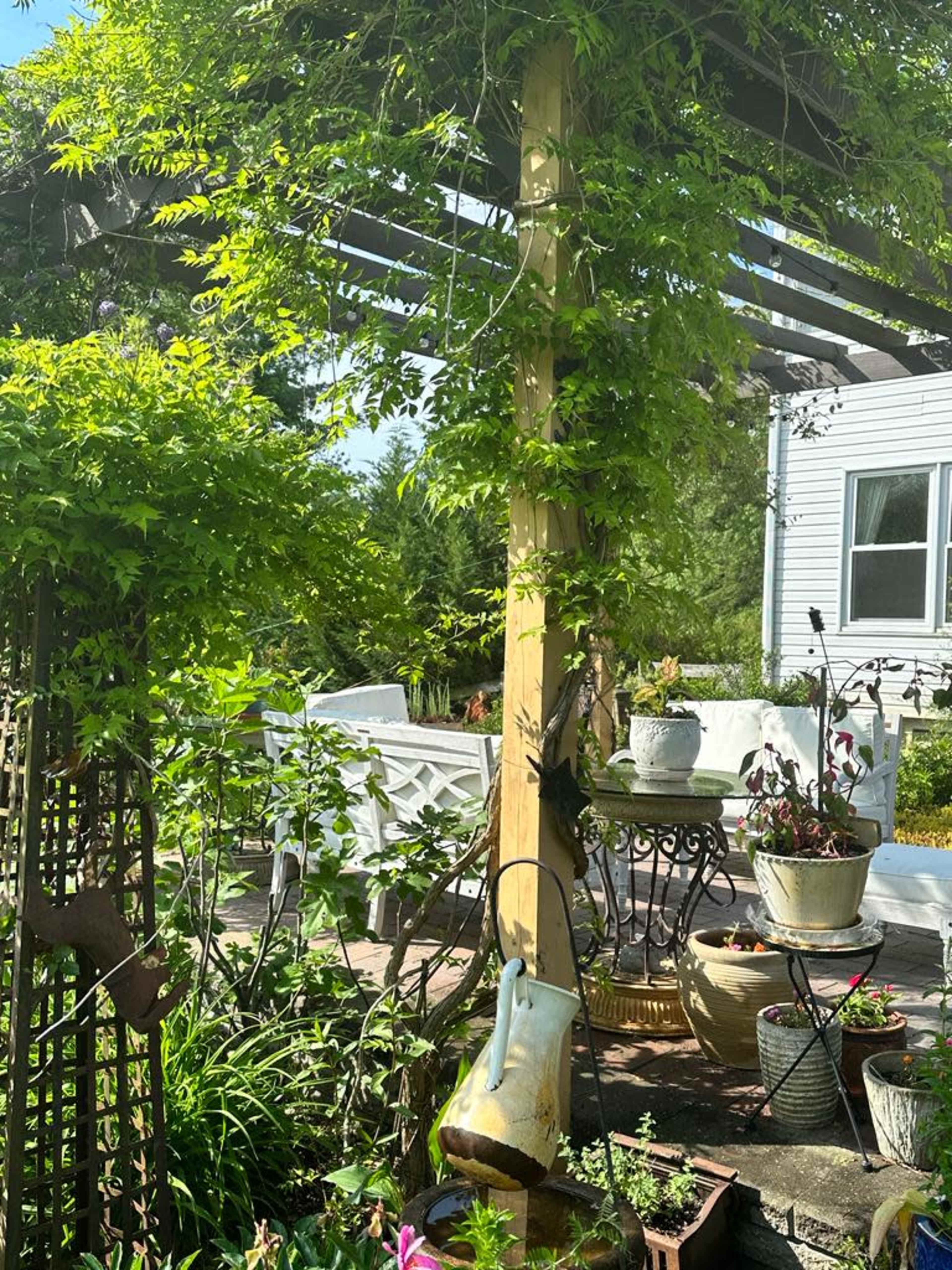 A wooden pergola covered in vines frames a garden area filled with various potted plants and a decorative watering can.