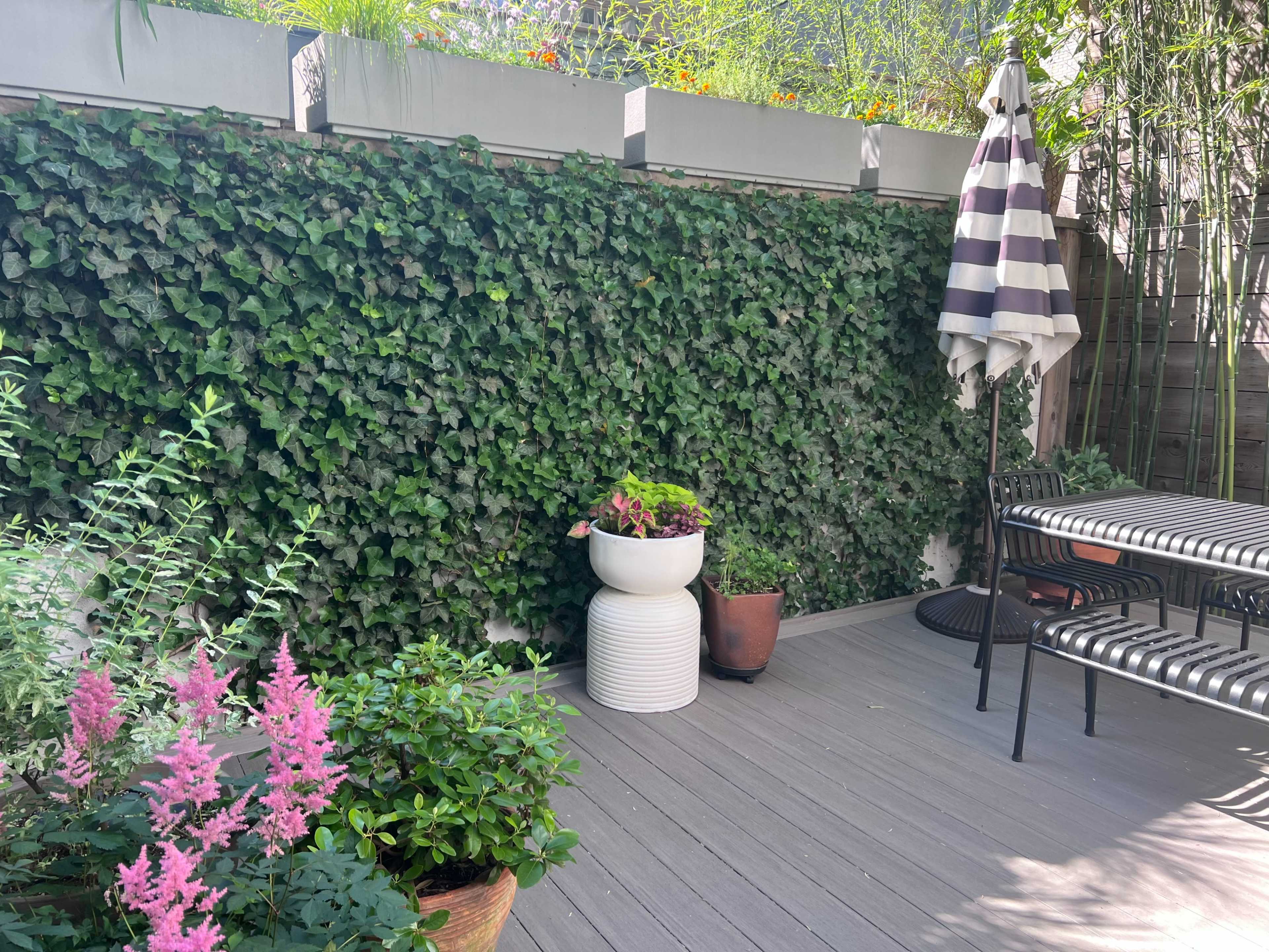 The image shows a patio area with a green ivy-covered wall, a striped umbrella, a table with chairs, and potted plants including pink flowers.