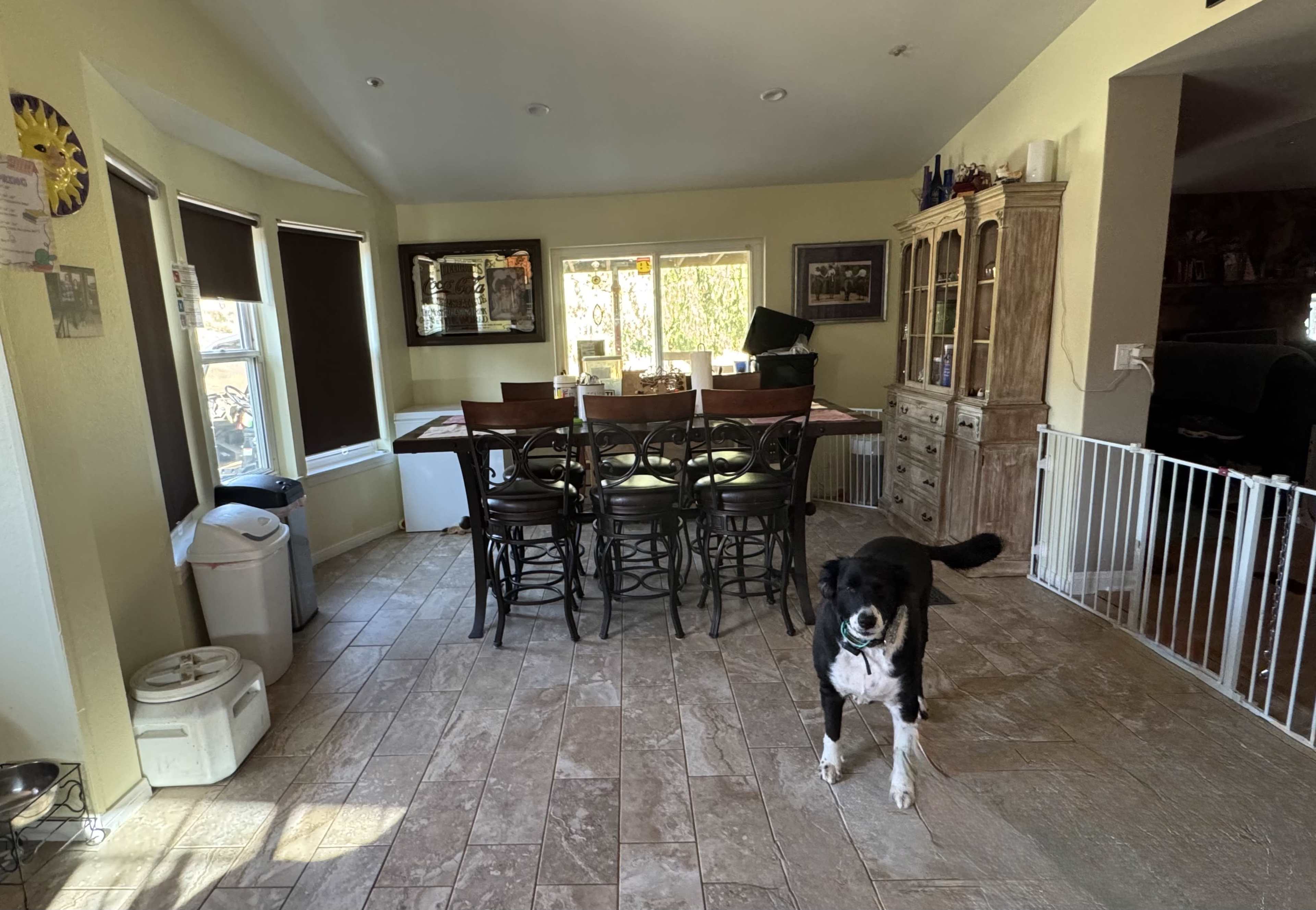 A black and white dog stands in a kitchen area with a dining table and chairs, a glass door, and a wooden cabinet in the background.