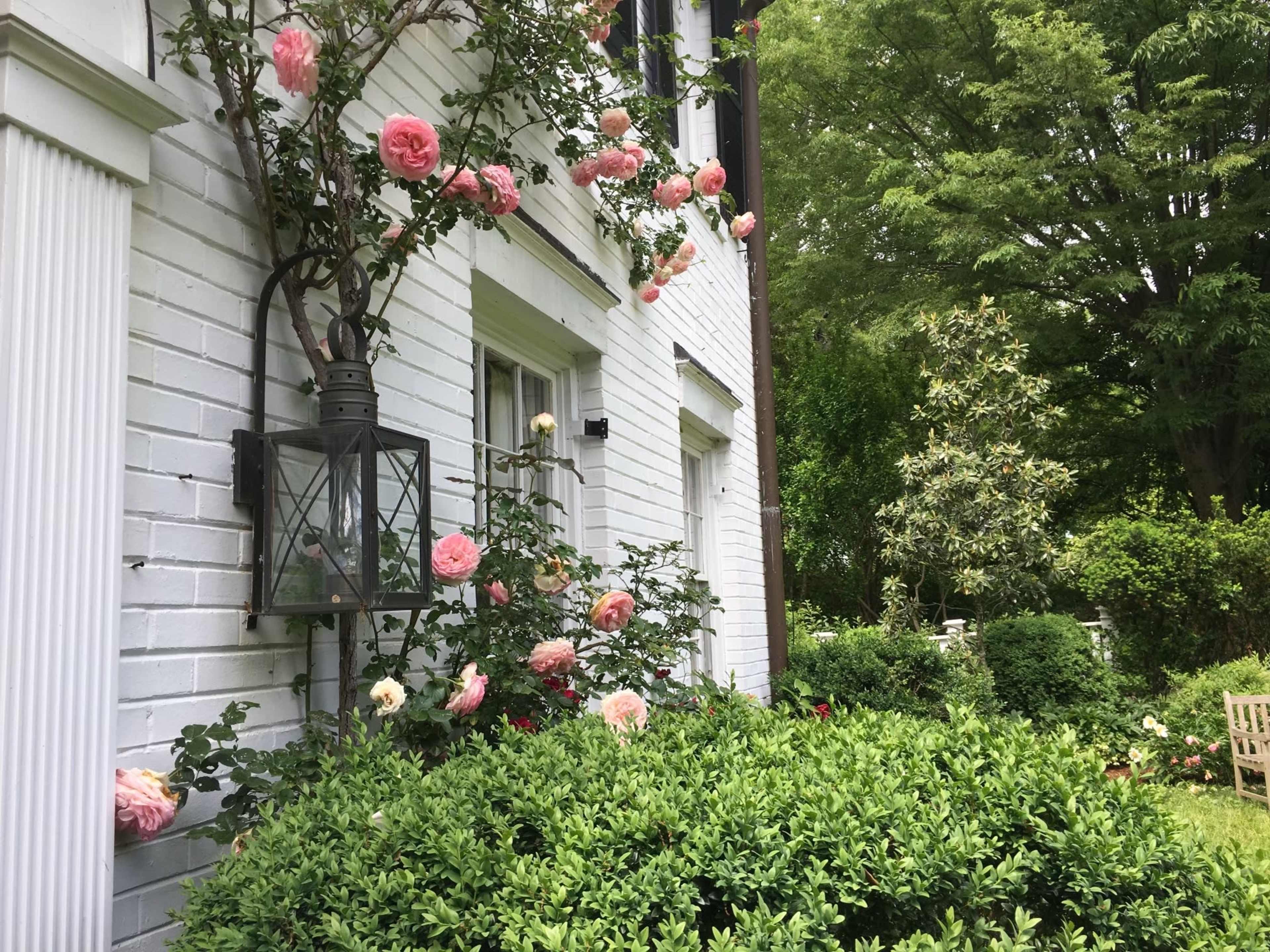 A white brick house with climbing pink roses and a lantern beside well-trimmed green hedges is surrounded by a lush garden.