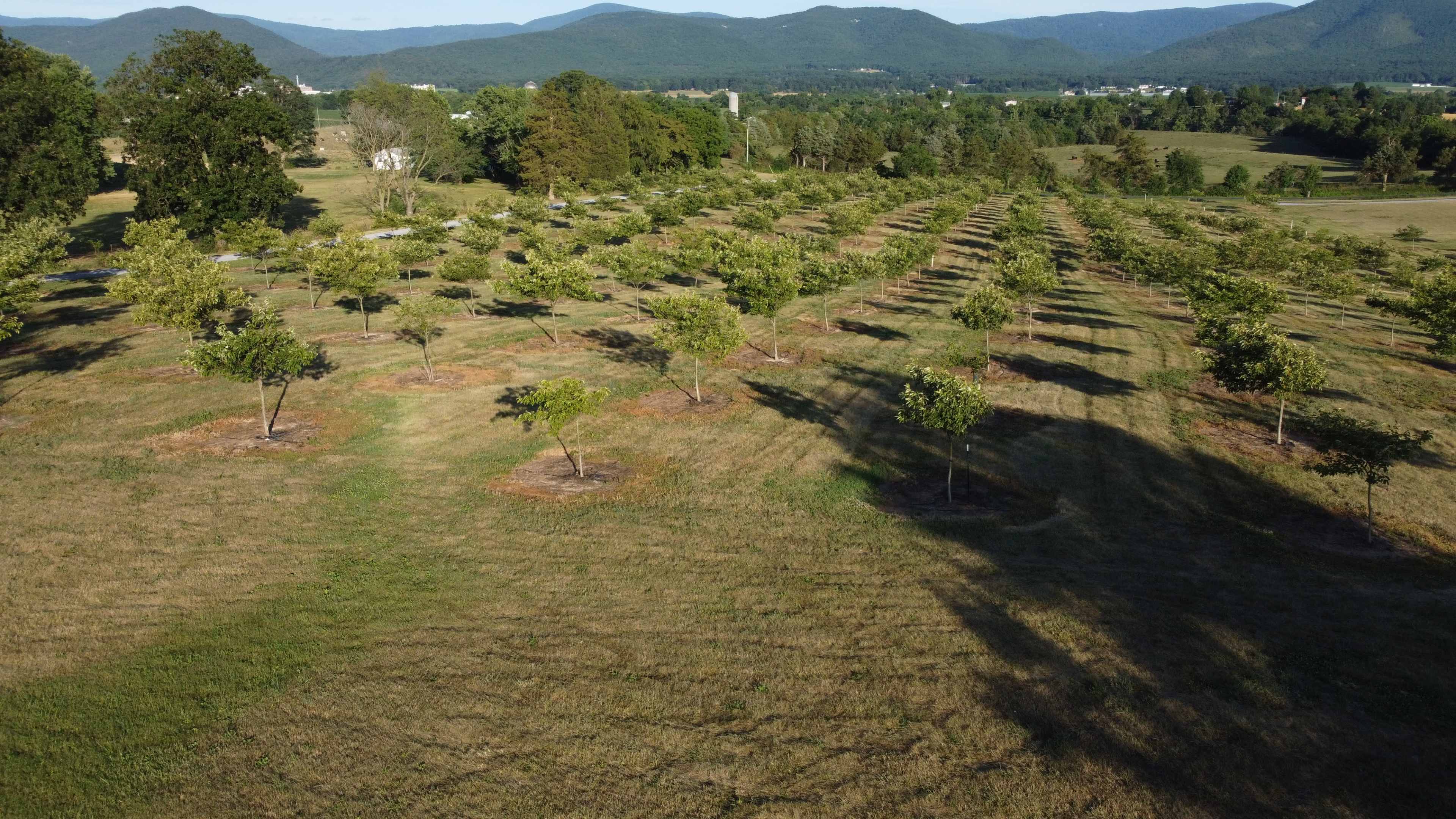 A sprawling orchard with evenly spaced trees, set against a backdrop of rolling hills and a clear sky.