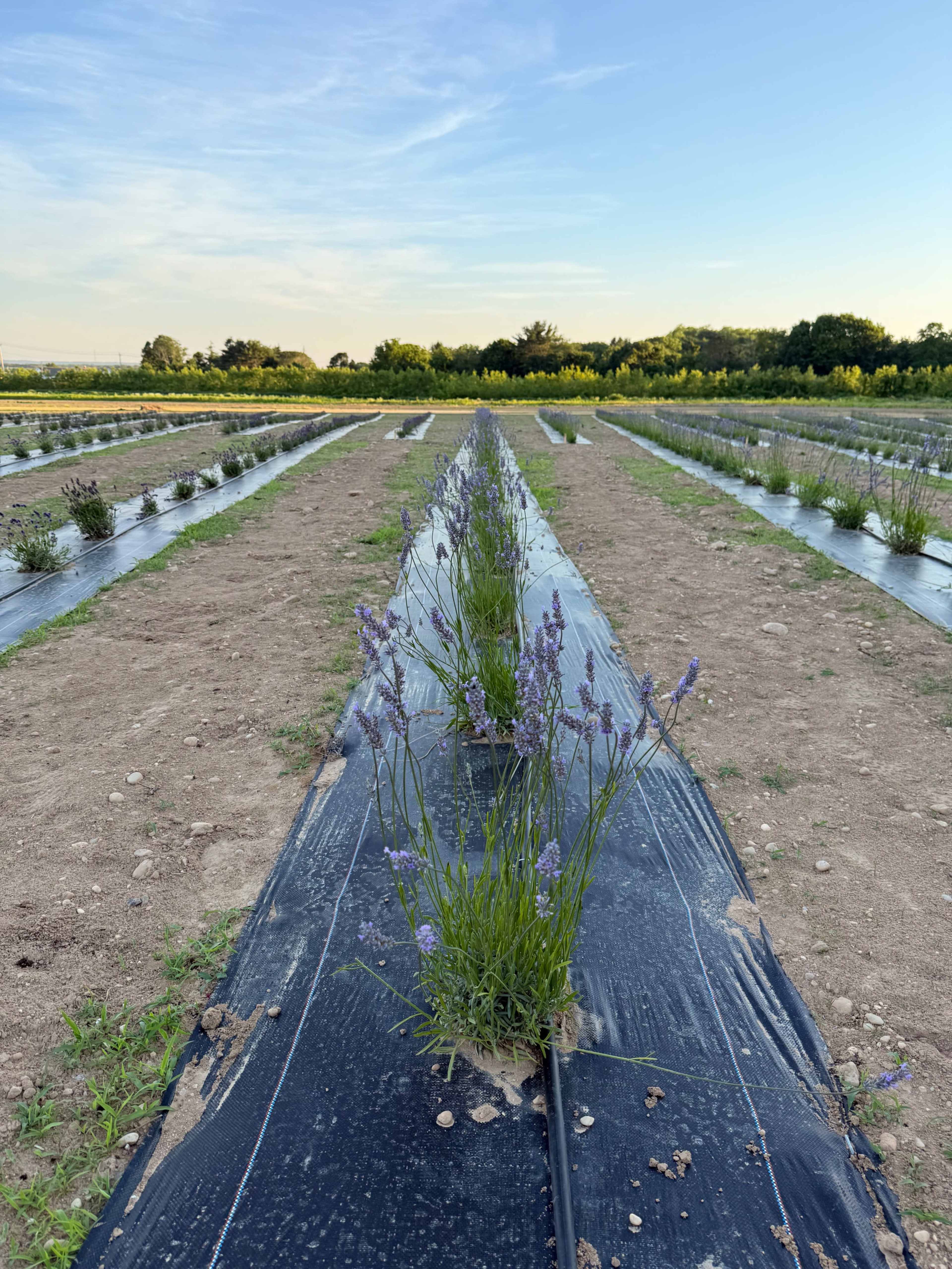 The image shows rows of lavender plants growing on a farm with black plastic mulch under a clear blue sky.