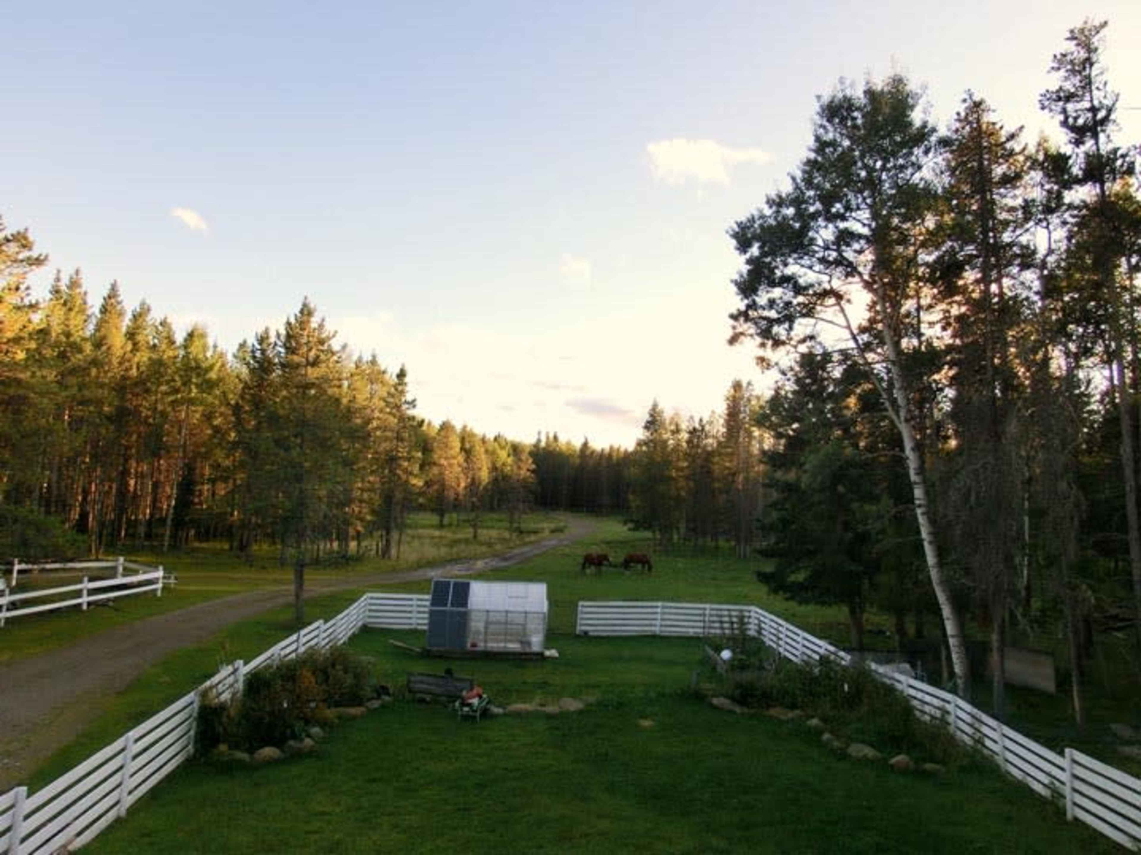 A grassy yard surrounded by white fencing features a small greenhouse, with a dirt road leading through a forested area and two horses grazing in the distance.