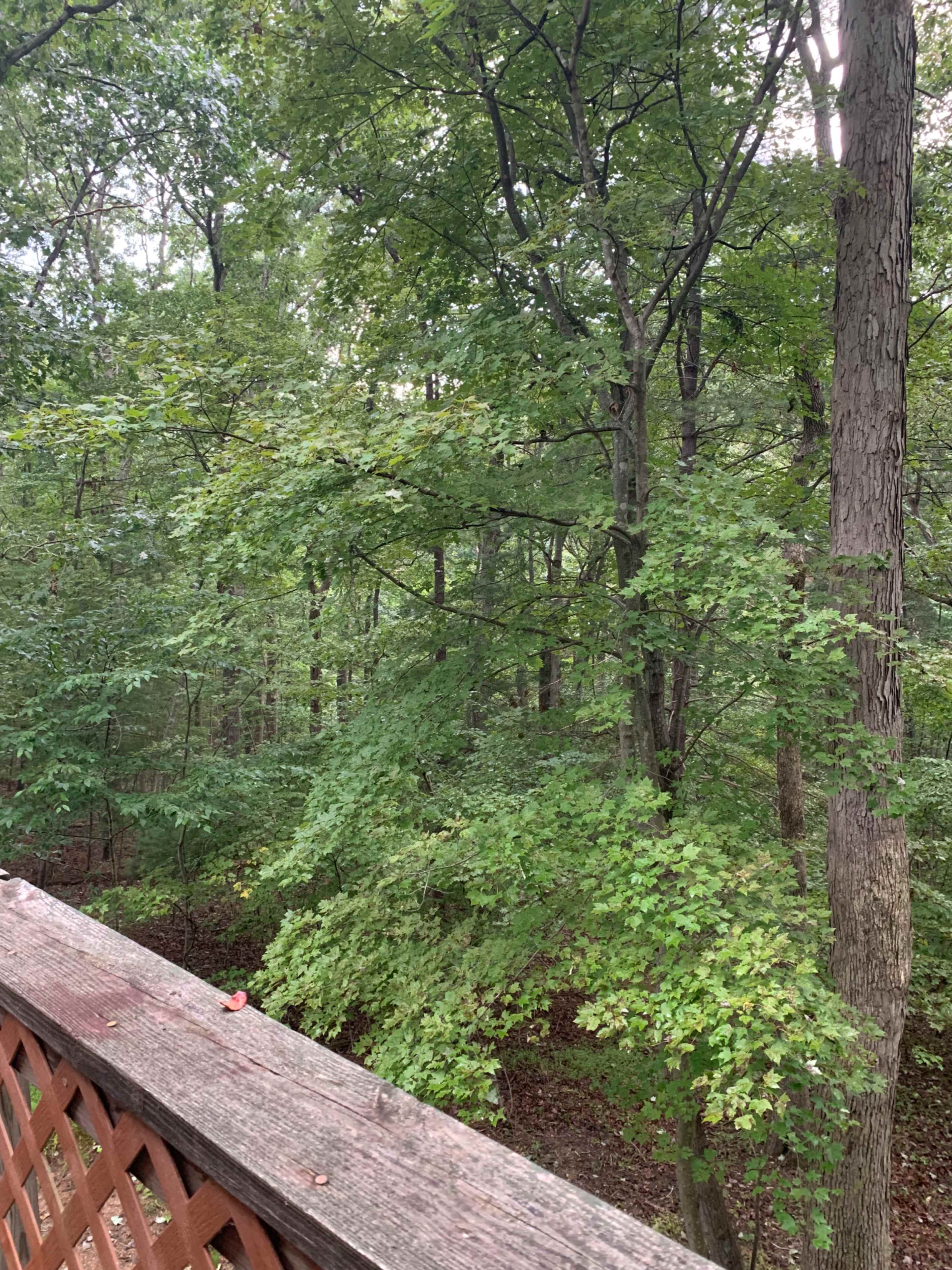 A wooden railing overlooks a densely wooded area with various trees and greenery.