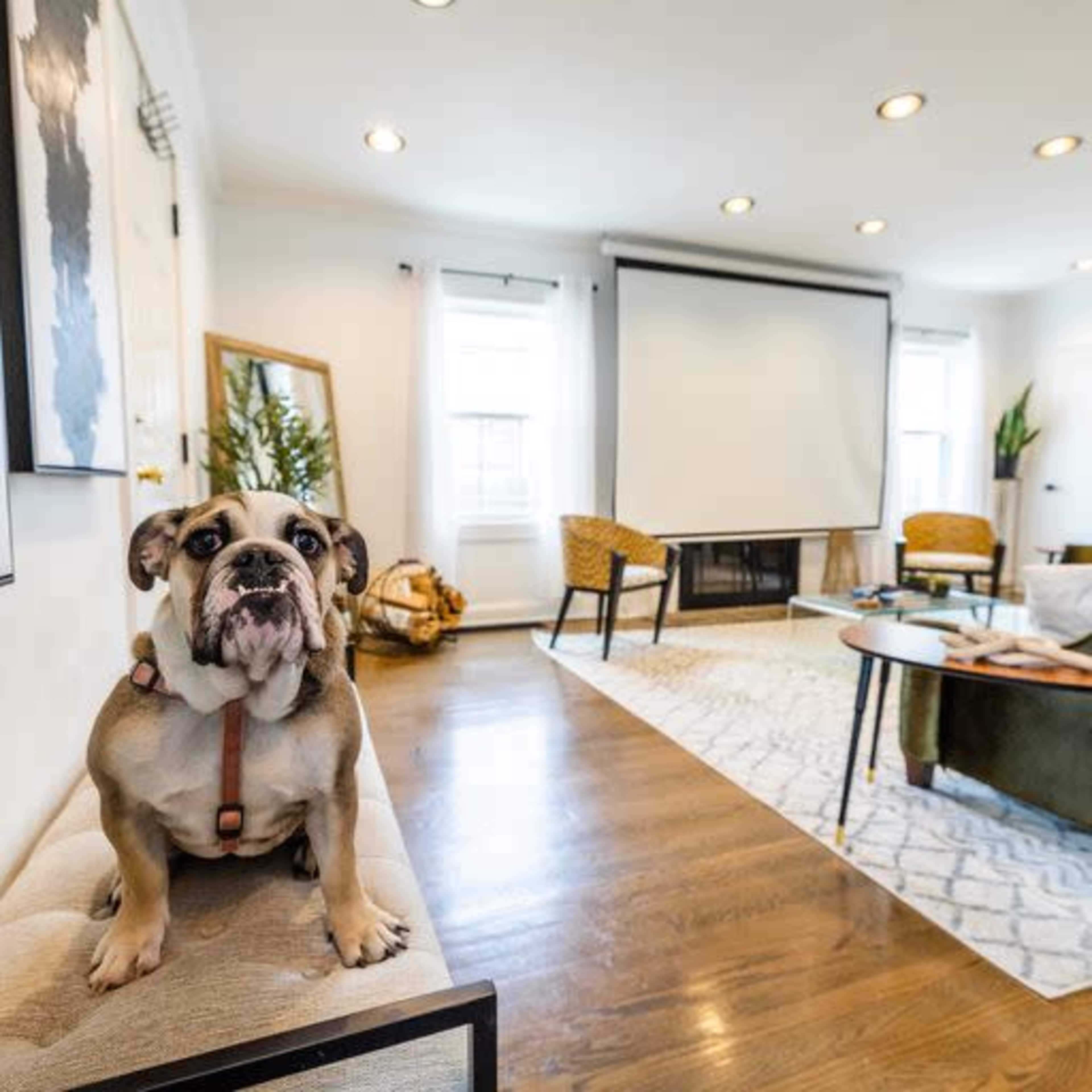 A dog sits on a bench in a living room with a projector screen, a coffee table, and large windows.