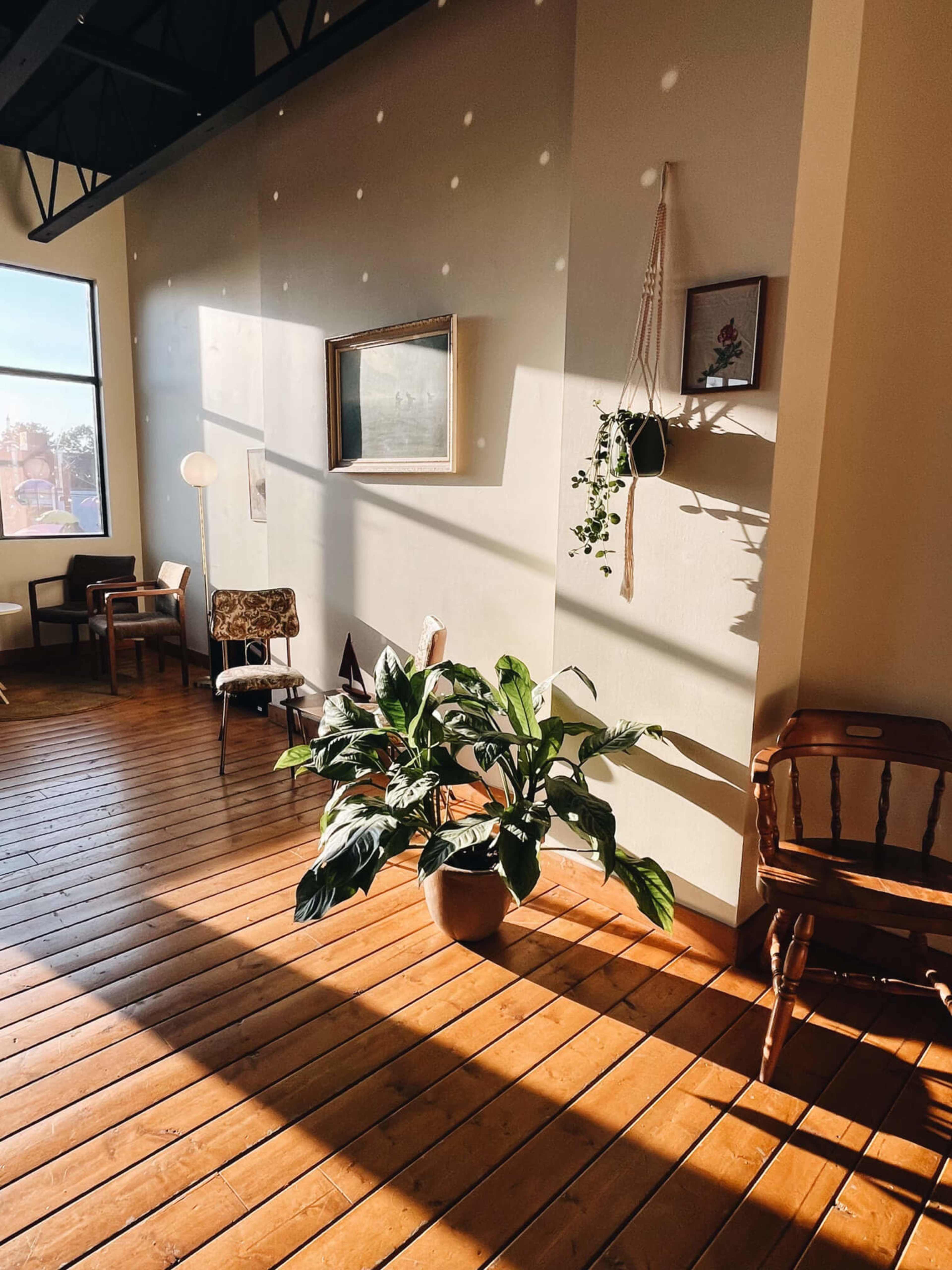 A well-lit room features wooden flooring, various seating options, and a large plant in a pot, with sunlight casting shadows on the walls.